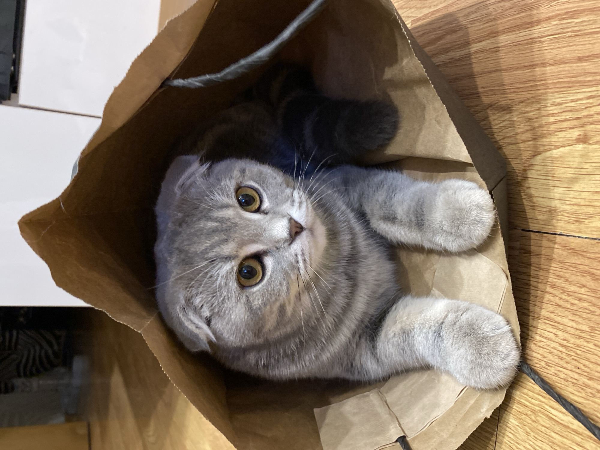Domestic cats observed playing and eating in Votkinsk, Russia