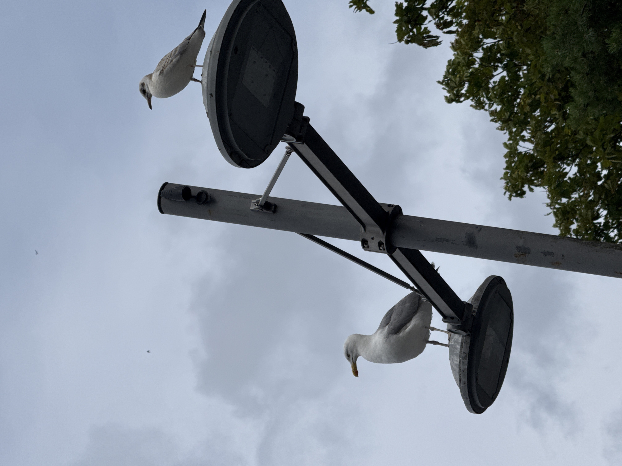 Two seagulls claim a streetlight in Międzyzdroje