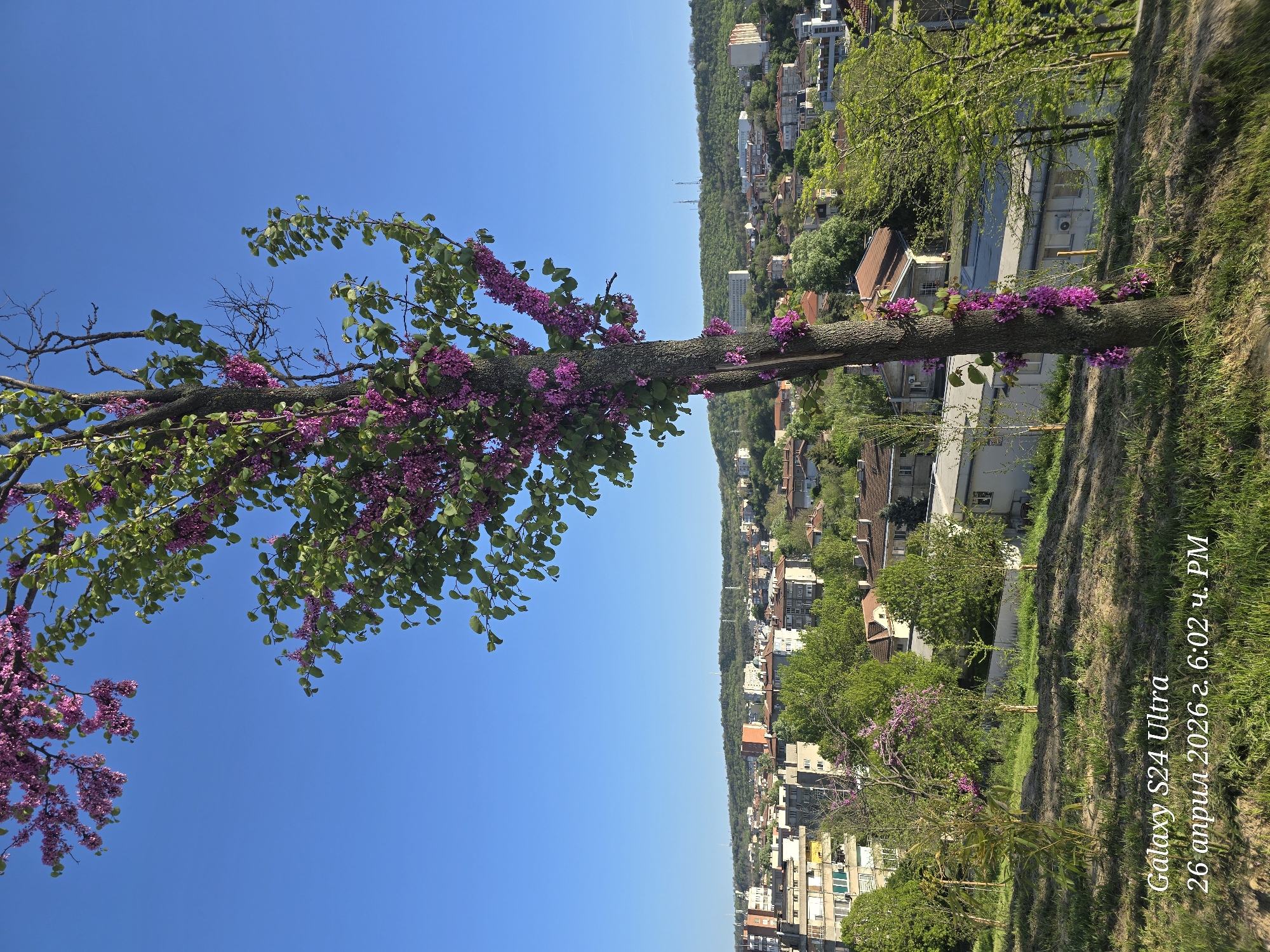 Spring blooms documented across Svishtov, Bulgaria on sunny afternoon