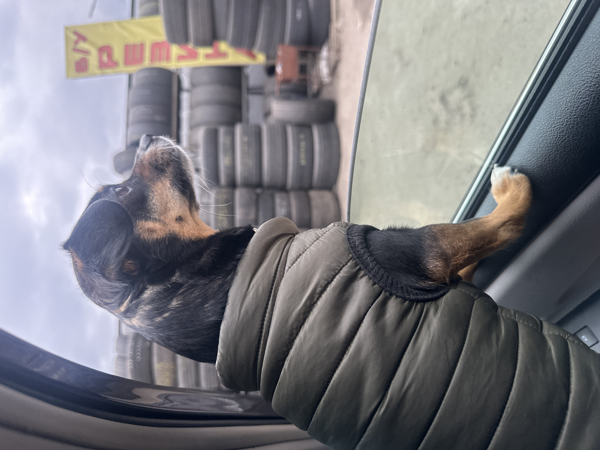 Dog spotted in vehicle wearing vest in Kyiv