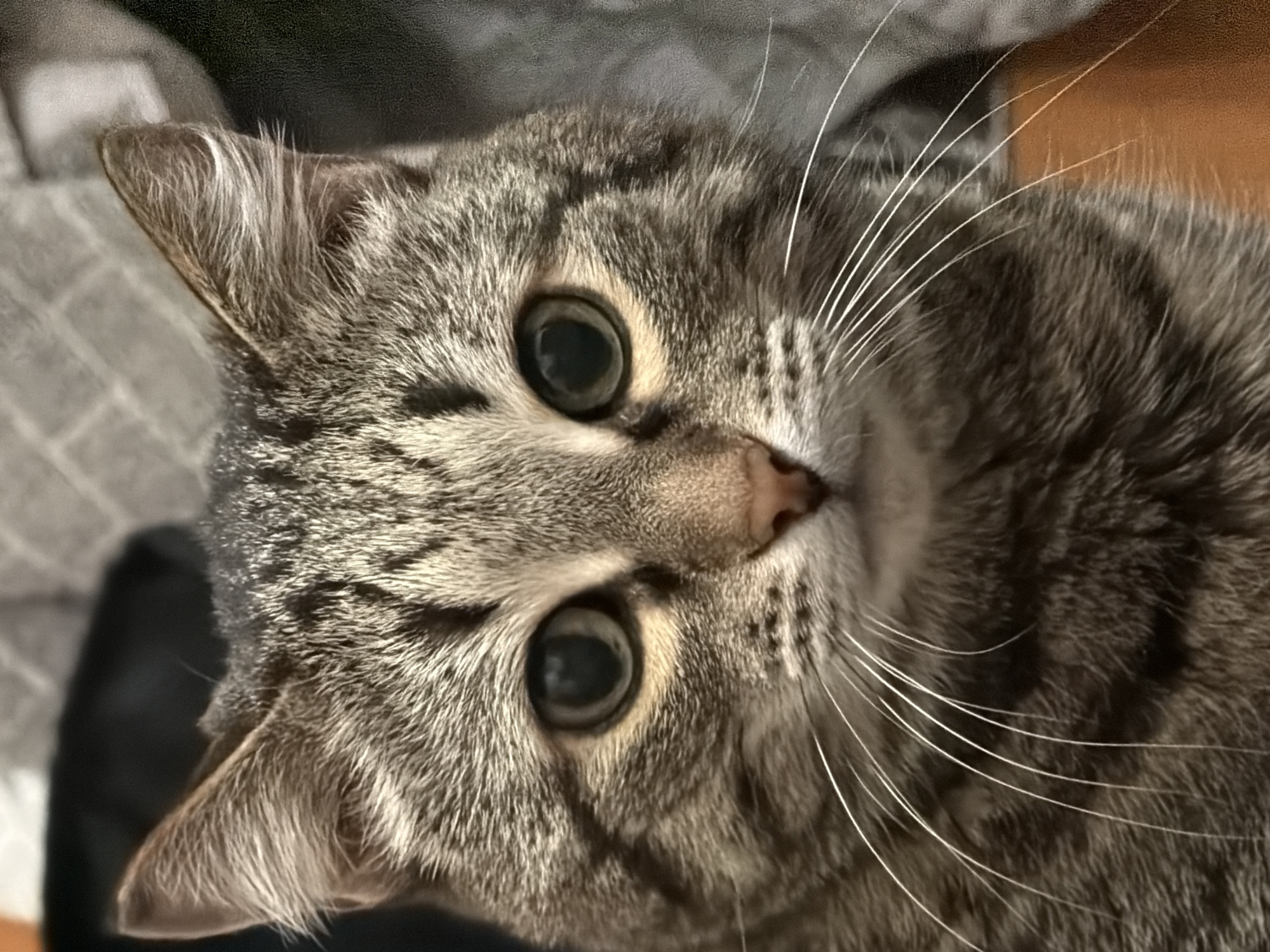 Tabby cat photographed resting on bed in Izhevsk