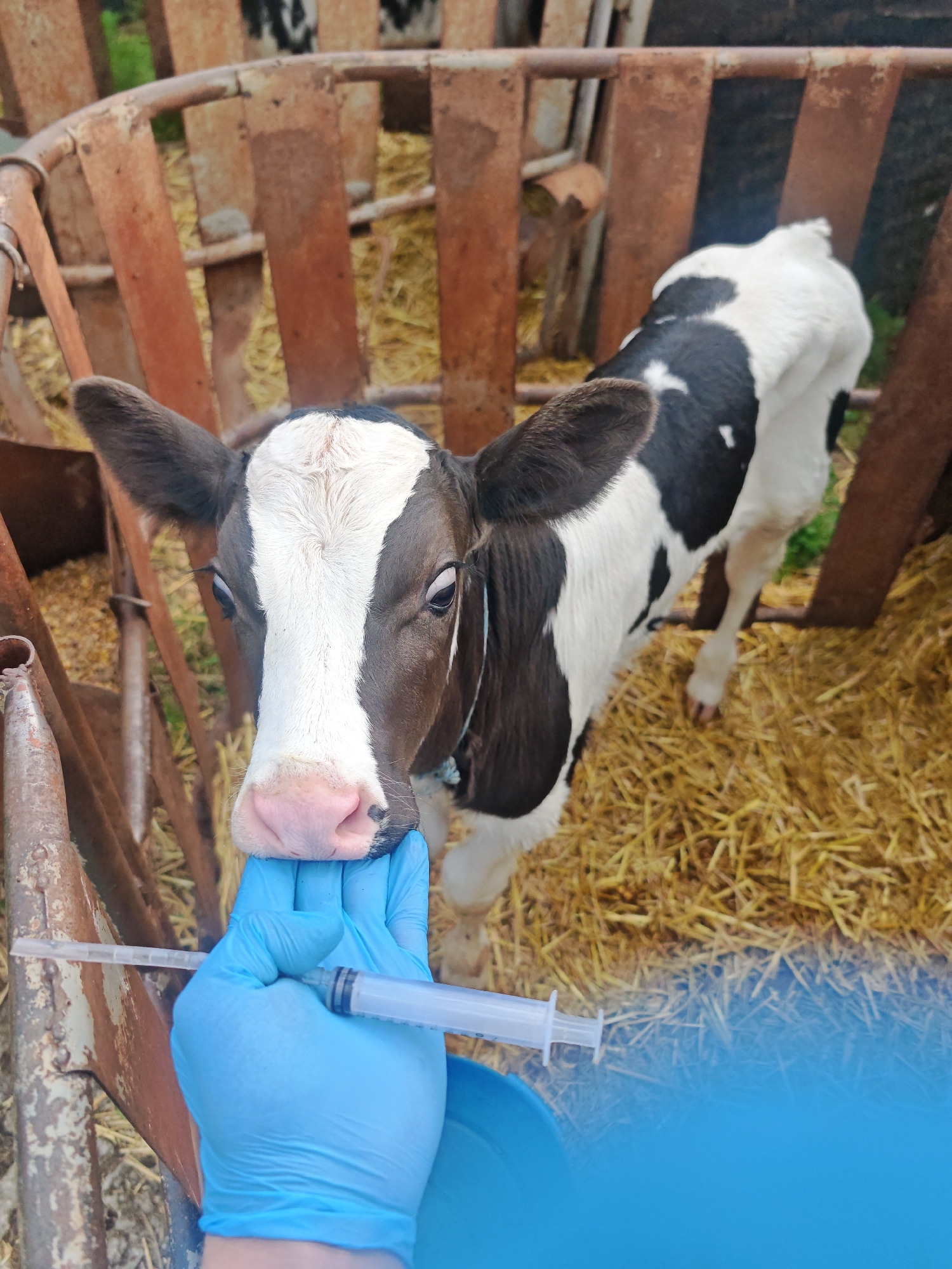 Calf receives veterinary treatment in pen via syringe