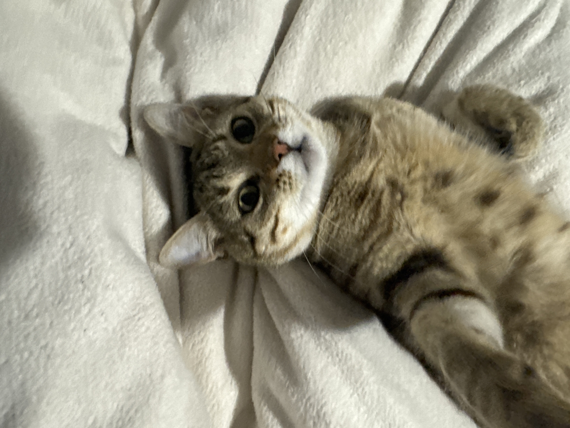 Tabby cat observed resting indoors during evening hours