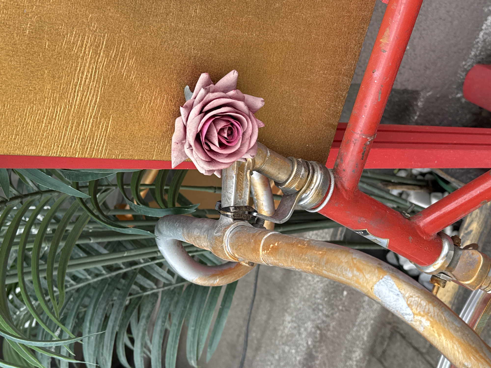 Summer flowers and city scenes documented in Minsk
