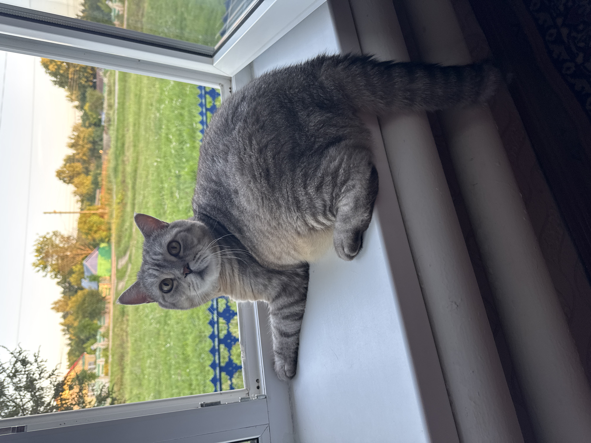 Cats, sunflowers, and rural life in Lysaya Gora, Russia