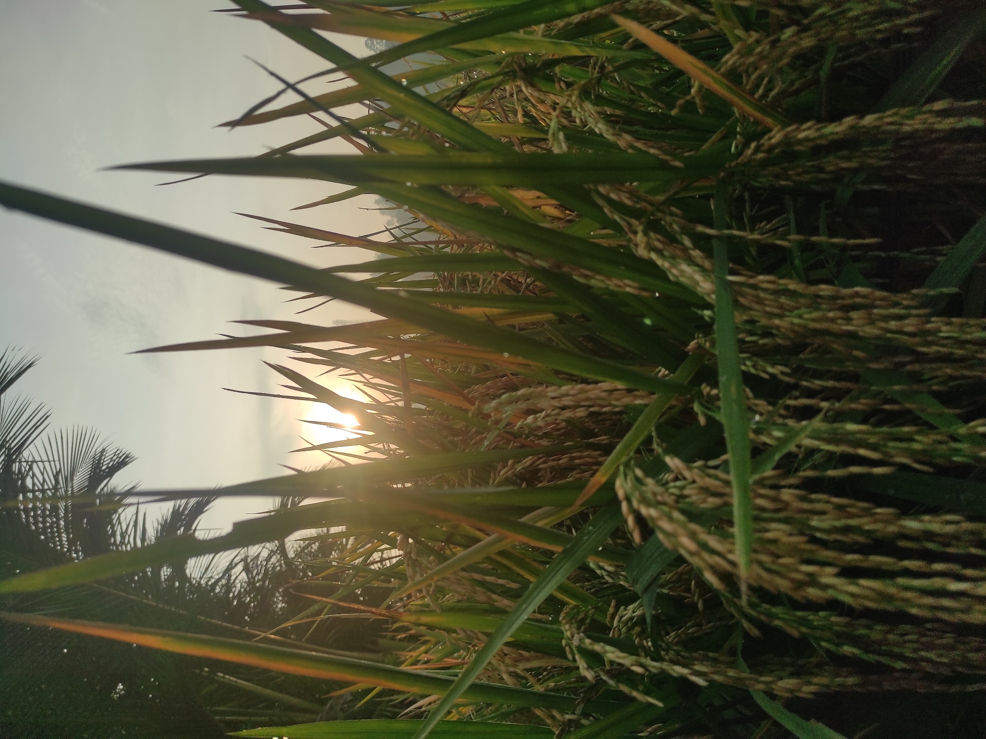 Rice field documented in Lhokseumawe, Indonesia showing mature grain