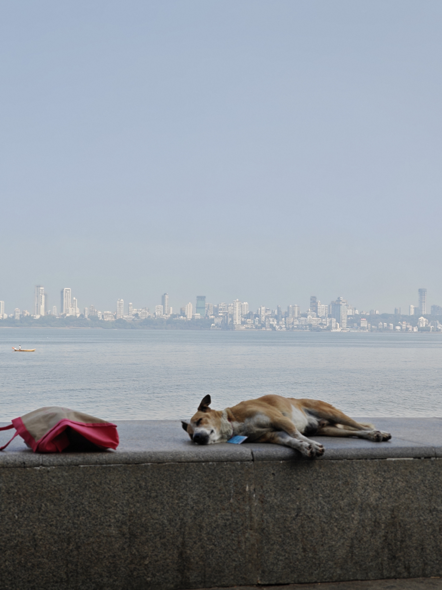 Dog sleeps on coastal wall in Mumbai morning