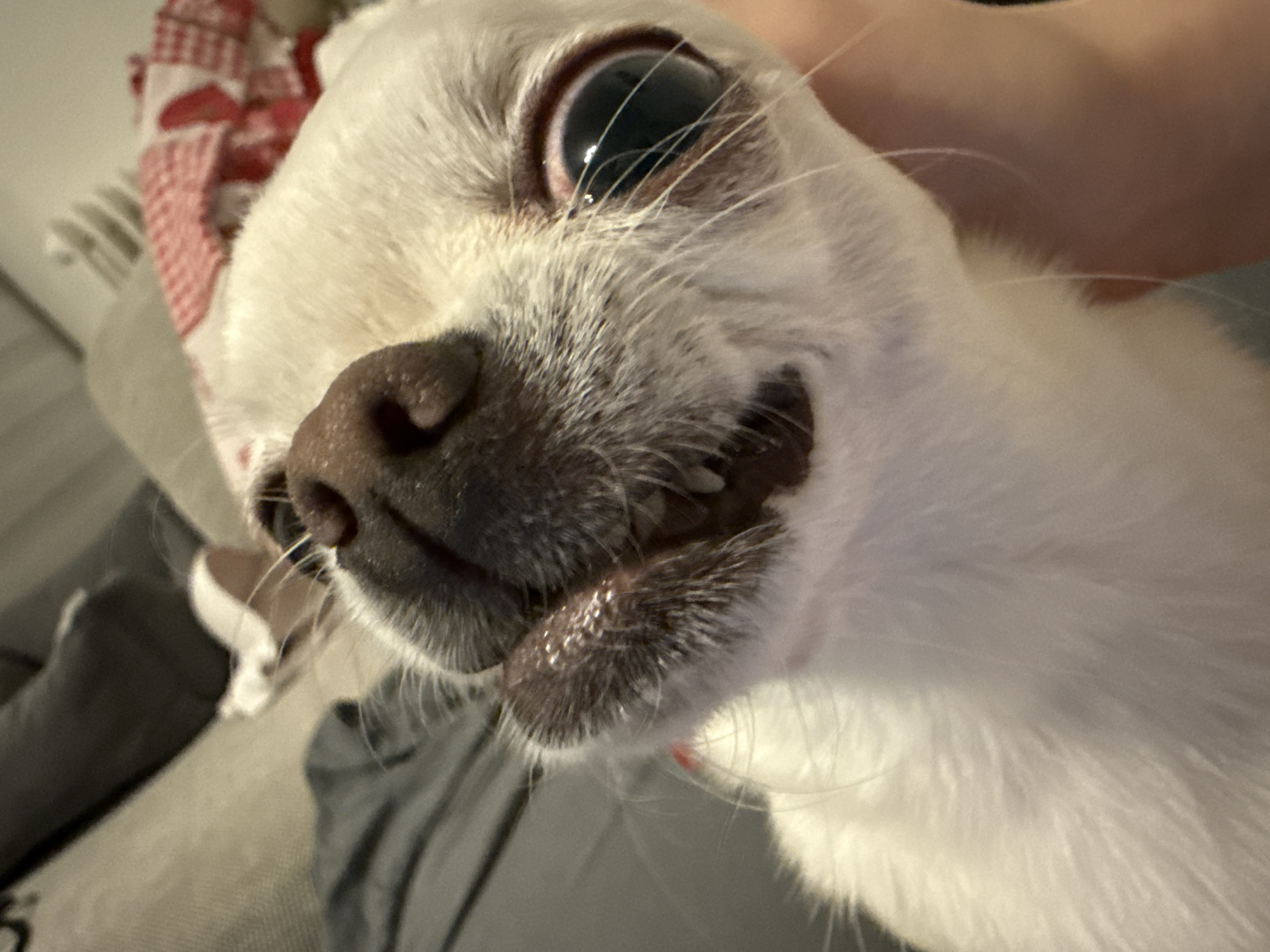White Chihuahua in close-up, Berlin evening