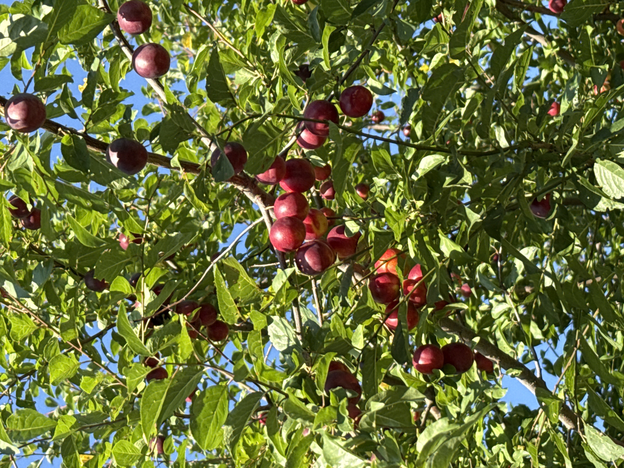 Ripe berries and plums spotted up close on leafy branches