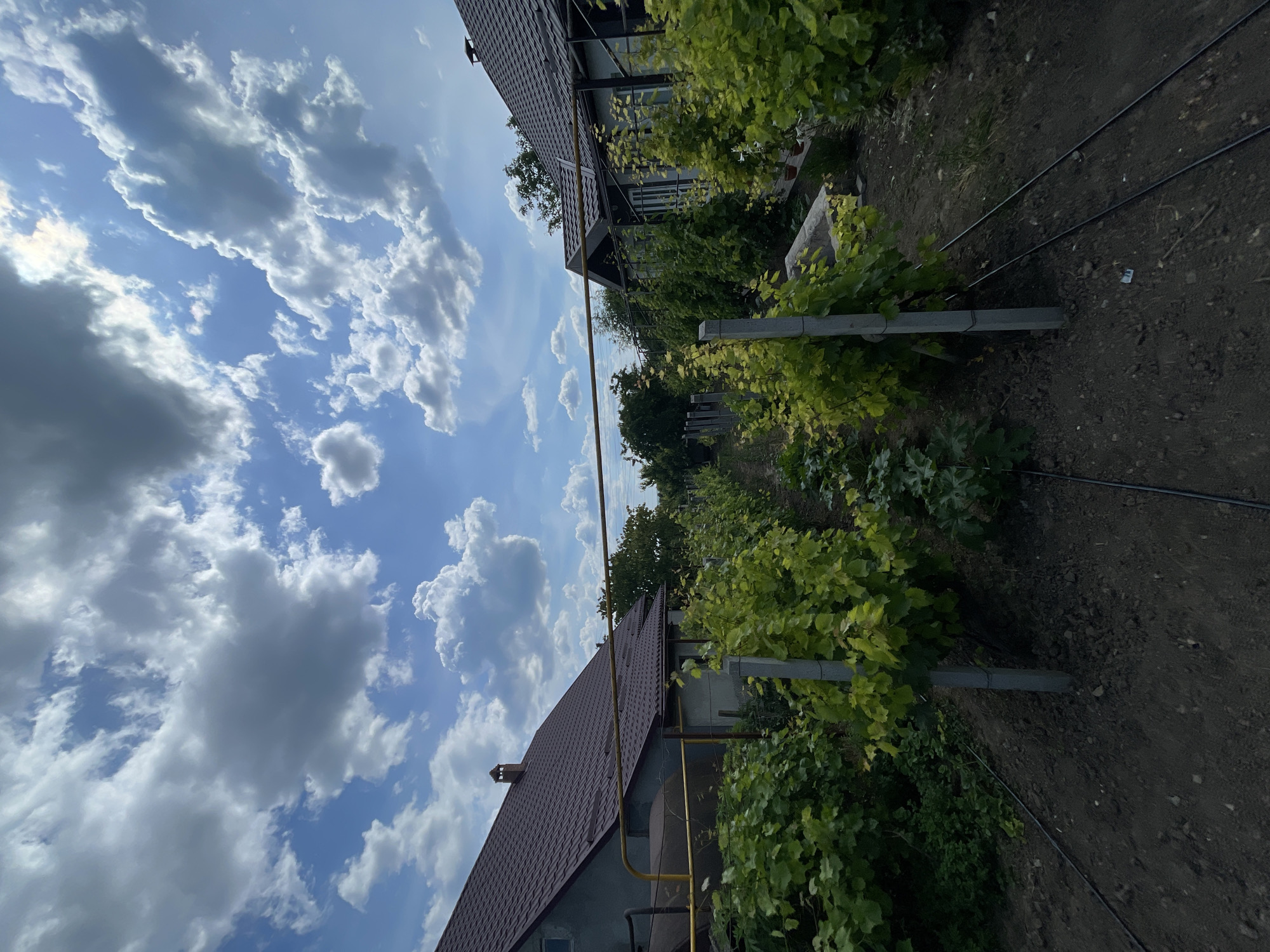 Rural Moldovan smallholding in full summer season