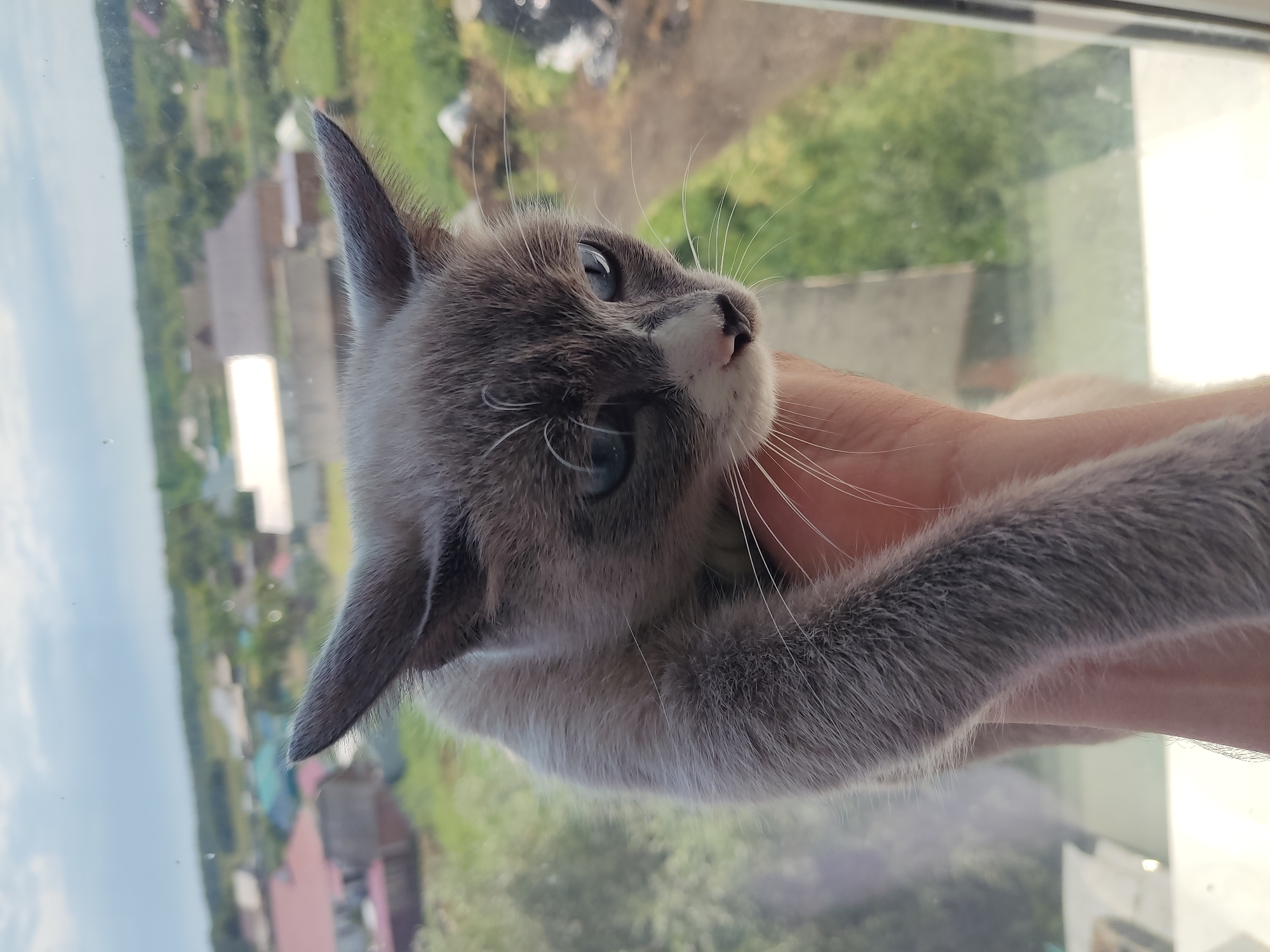 Three cats held up to a window in rural Russia