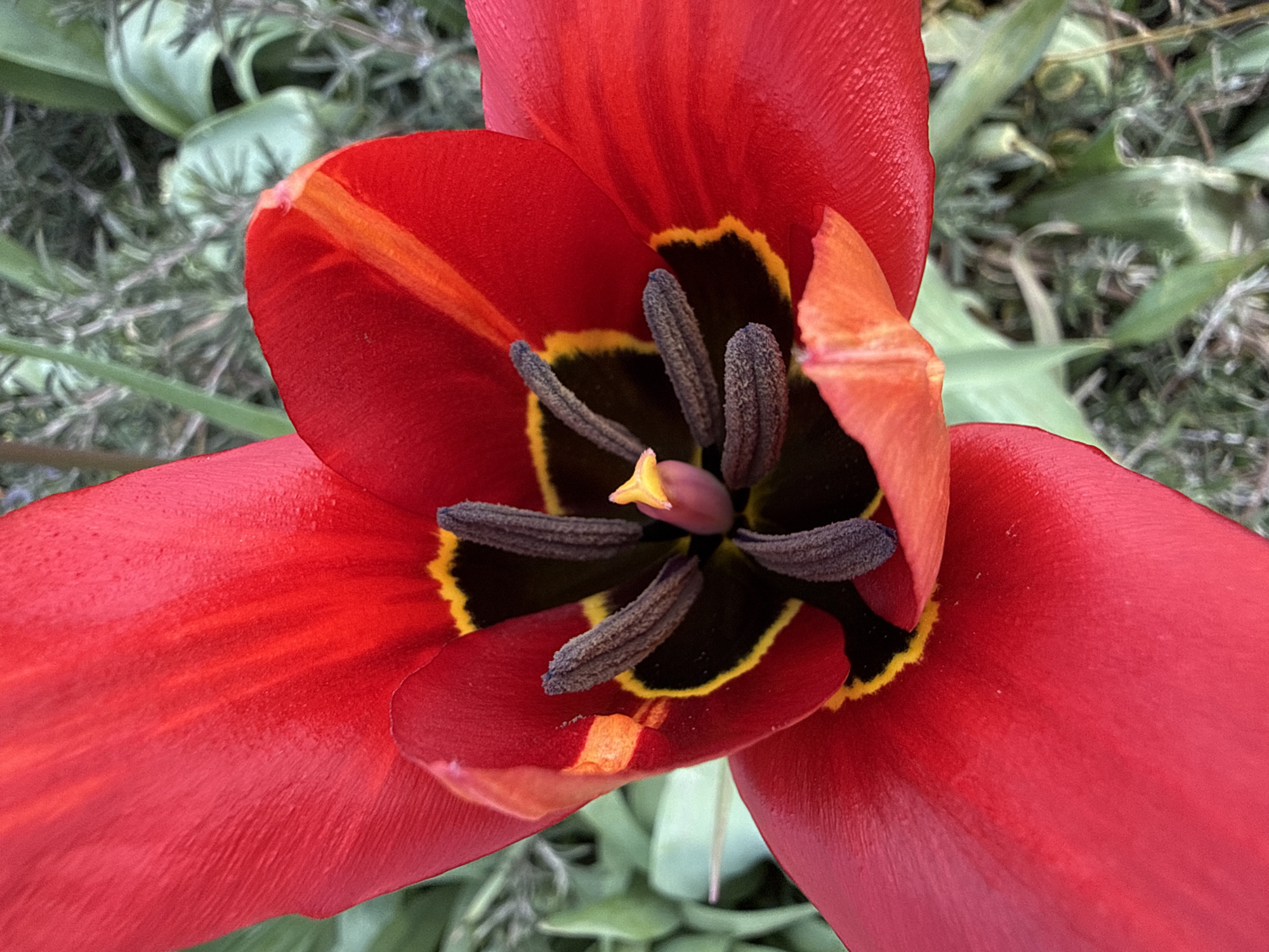 Spring flowers bloom in Bulgarian village garden