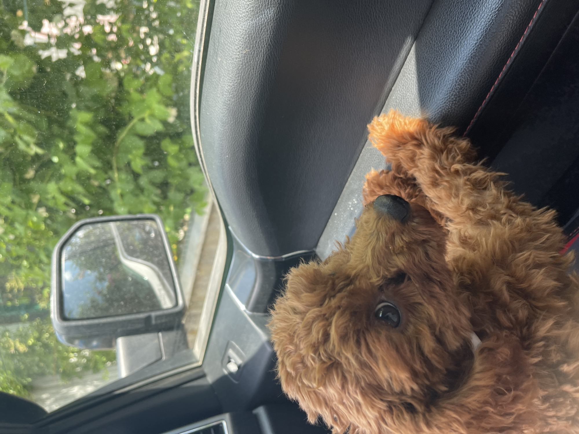 Dog rides passenger seat in Ford vehicle, Sofia