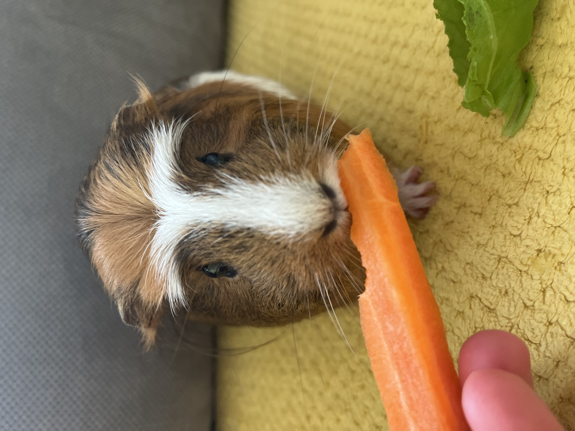 Guinea pig feeding session documented across 26-minute timespan
