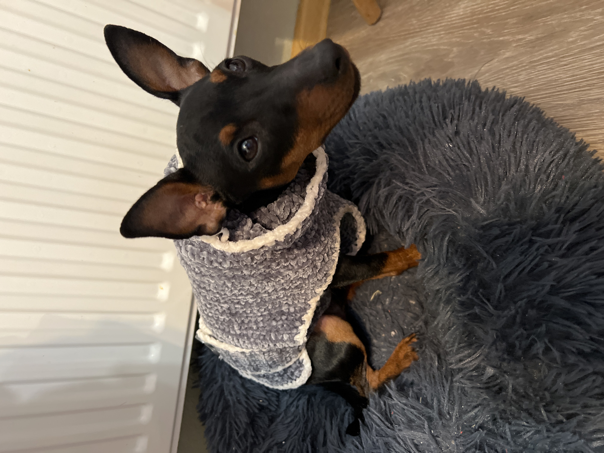 Small dog in sweater rests on bed in Saint Petersburg