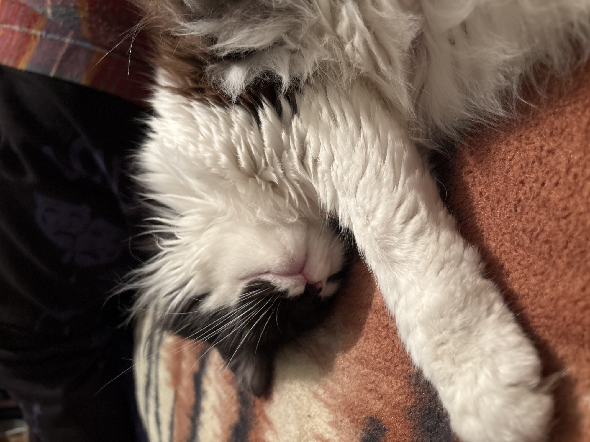 Black and white cat photographed sleeping in Bulgarian homes