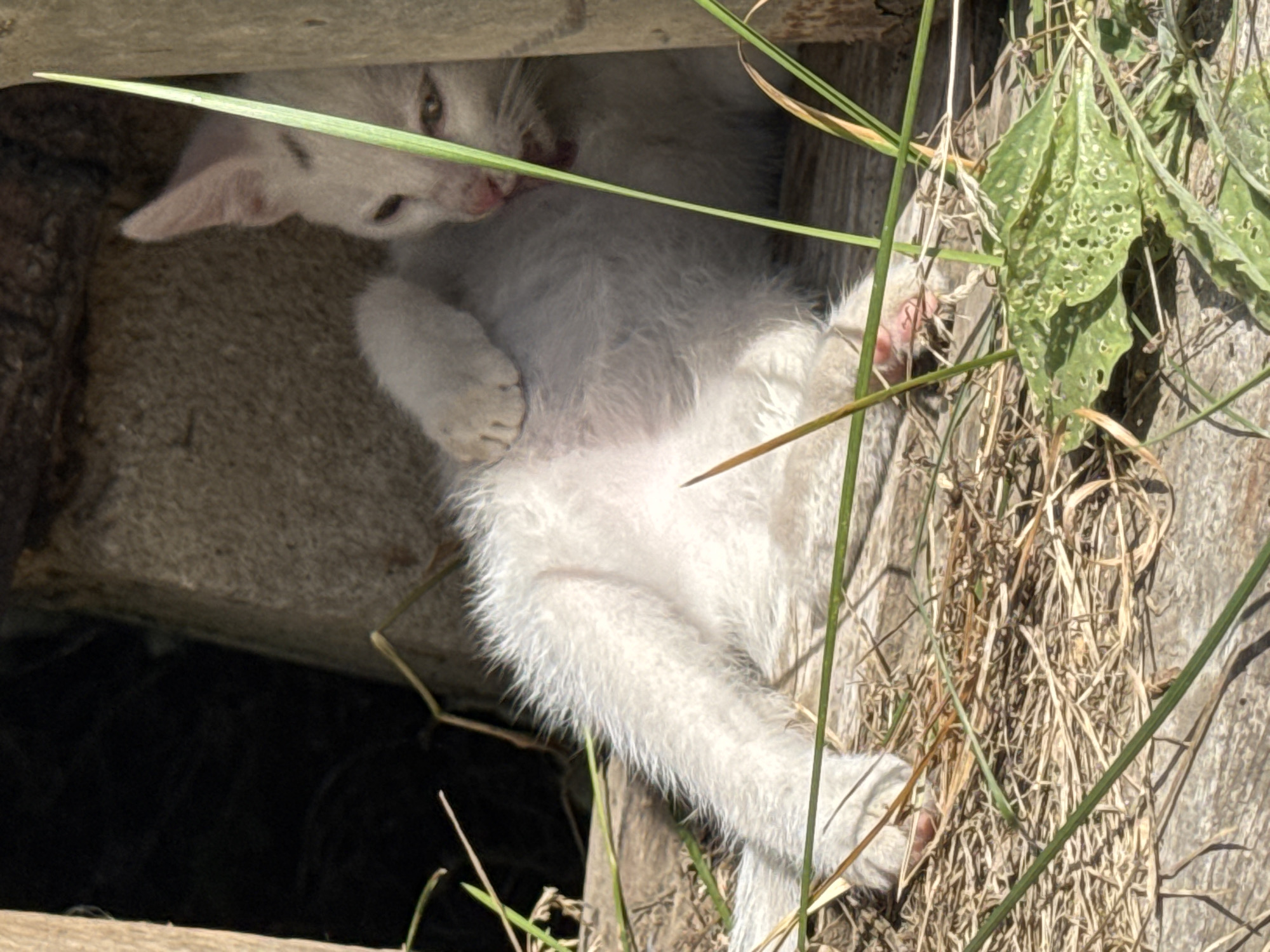 Kittens explore a rustic outdoor shelter on a sunny day