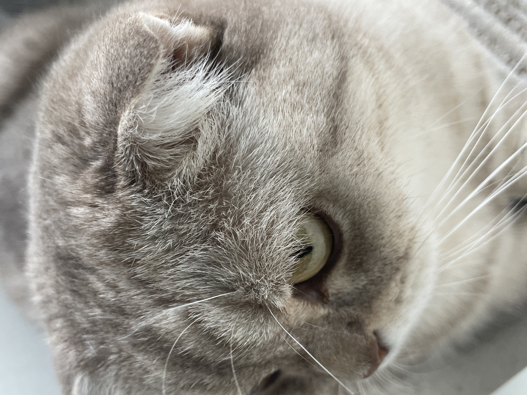 Cats and cityscape snapshots from Saint Petersburg