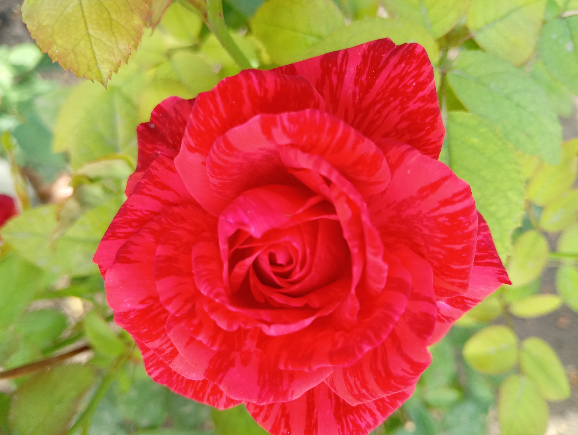 Close-up tour of a flowering garden in Marynivka, Ukraine