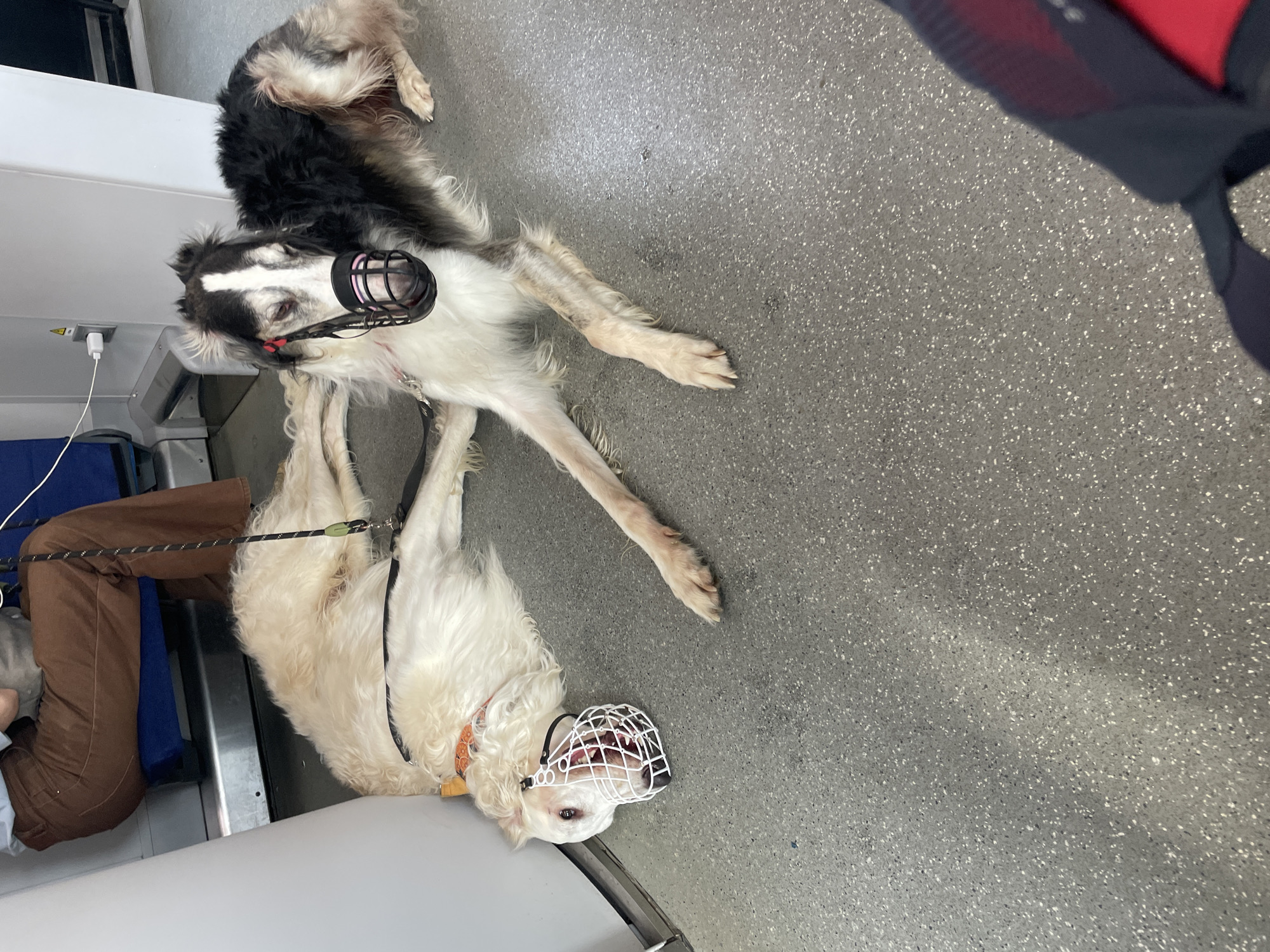 Two muzzled Borzois resting on a Moscow transit floor