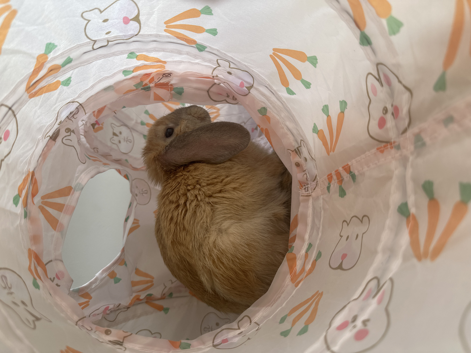 Pet rabbit plays in decorative tunnel in Varna