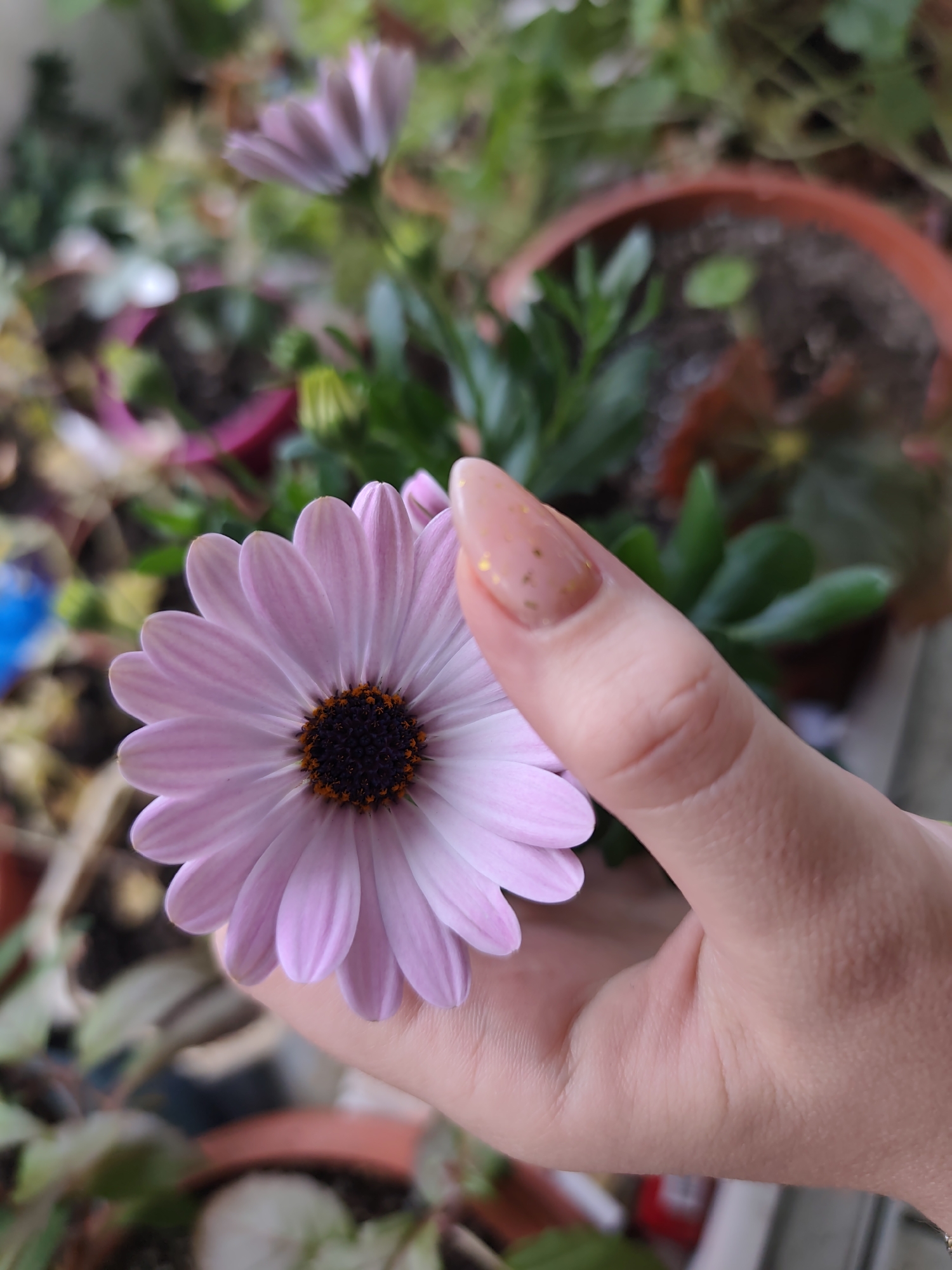 Person holds pink flower in Sandanski, Bulgaria