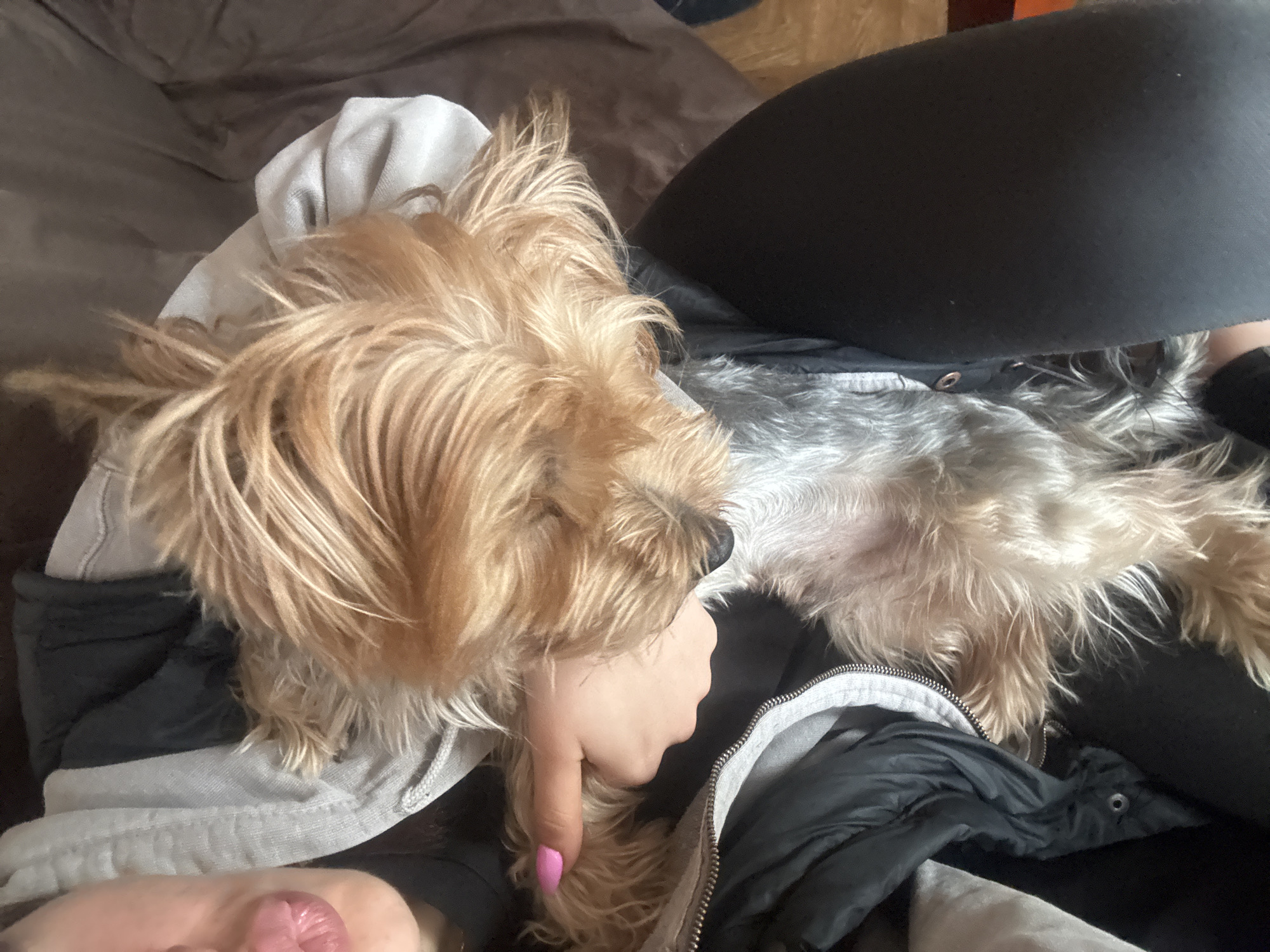Yorkshire Terrier rests on owner's lap in Bulgaria