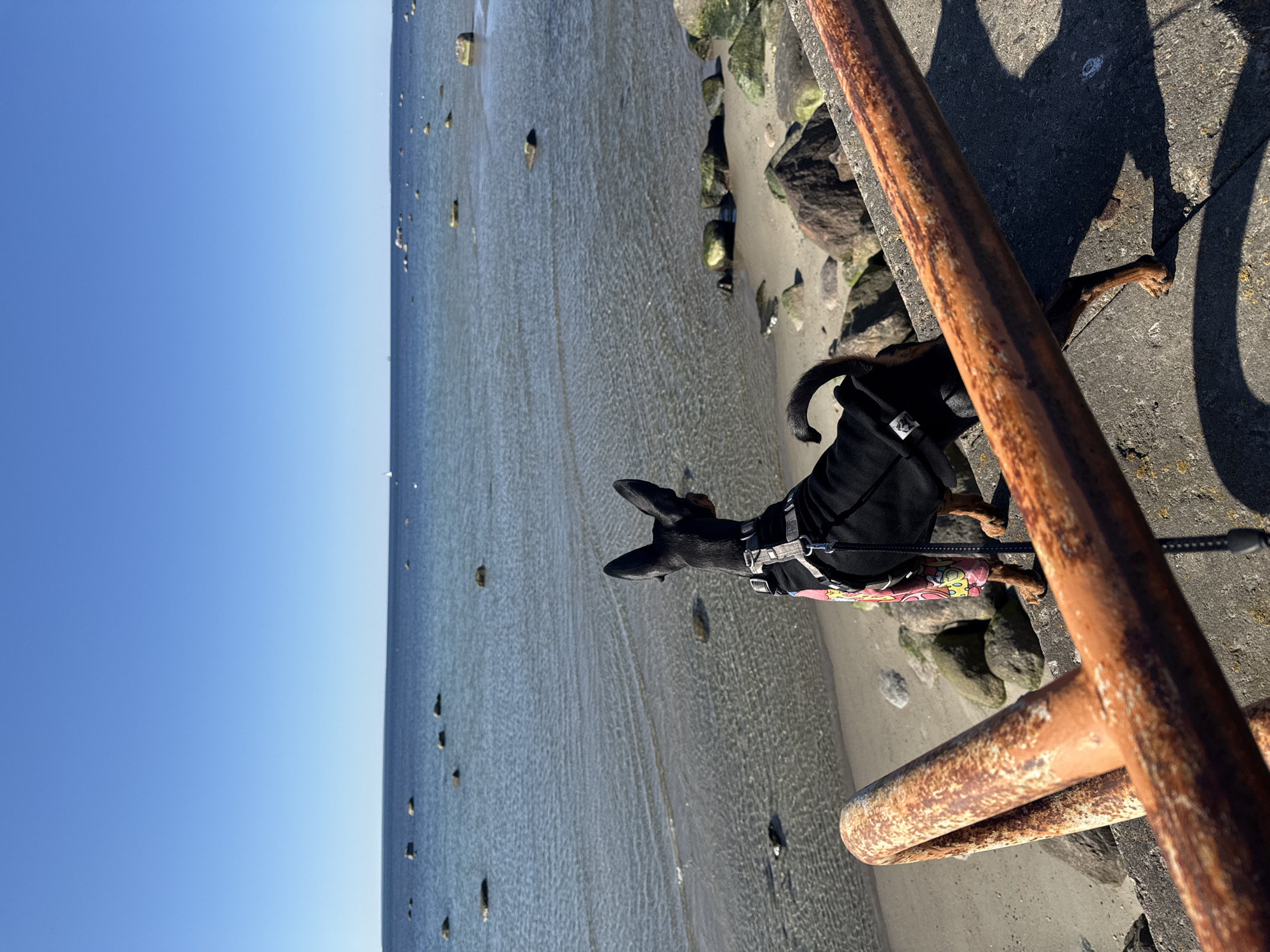 Dog watches water from Tallinn pier on sunny afternoon