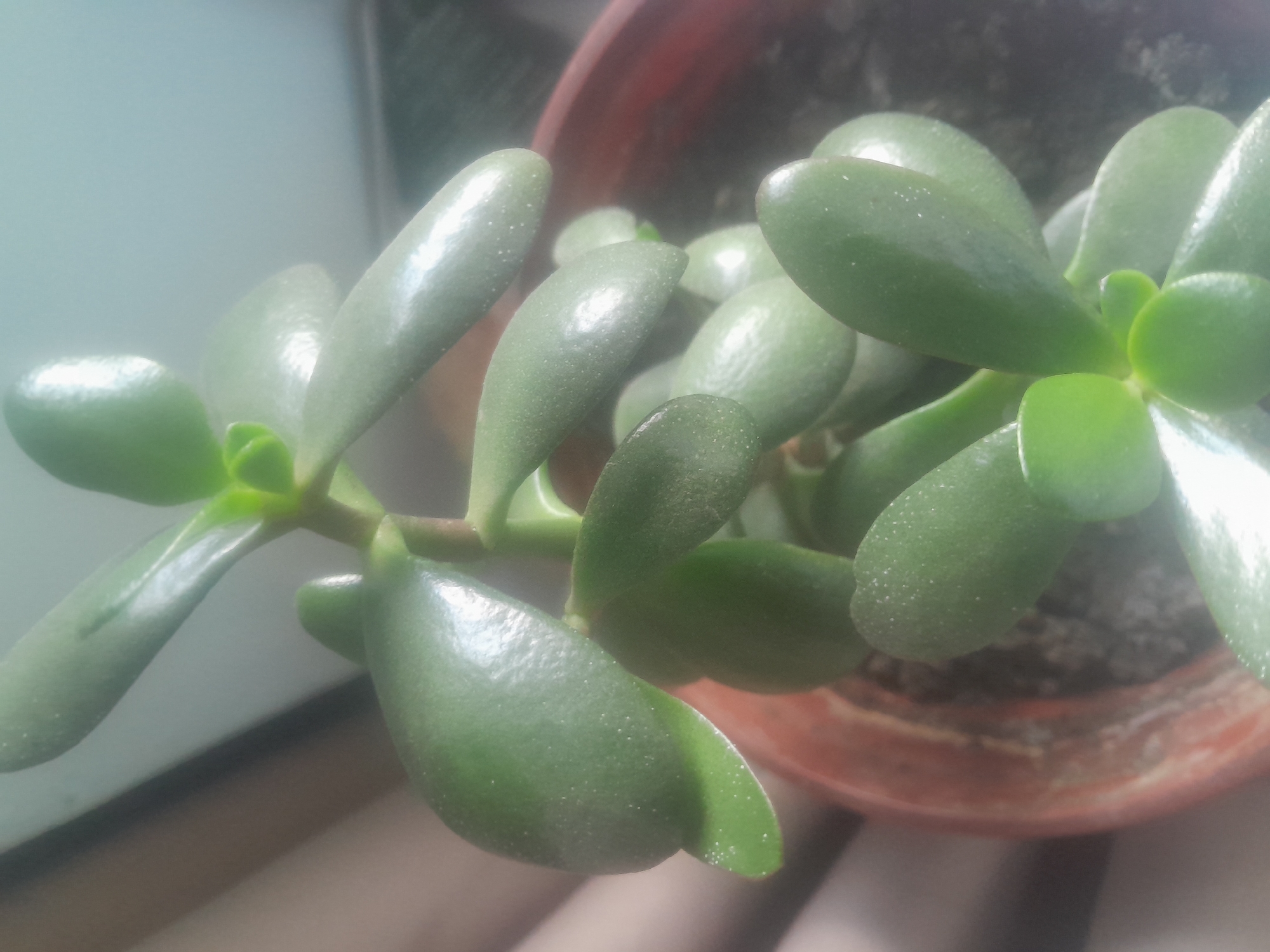 Jade plant observed in terracotta pot with dusty leaves