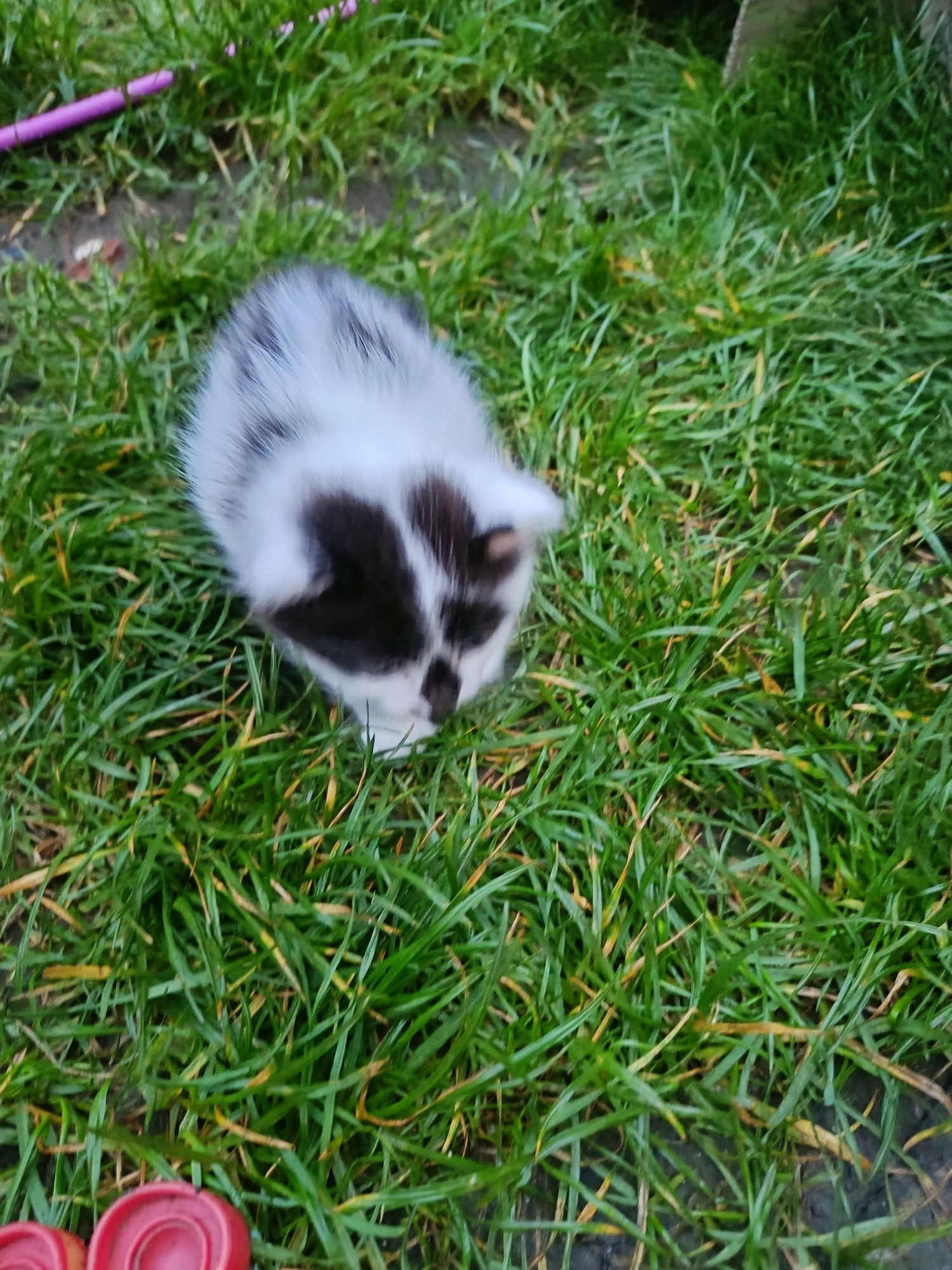 Cats and kittens documented in Gulrypsh, Abkhazia neighborhood