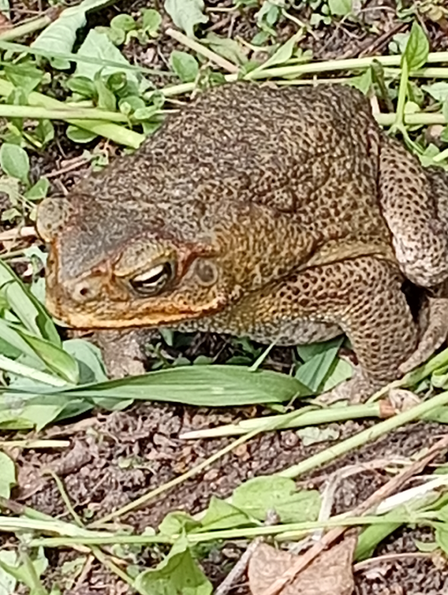 Forest floor wildlife up close in Carmen, Philippines
