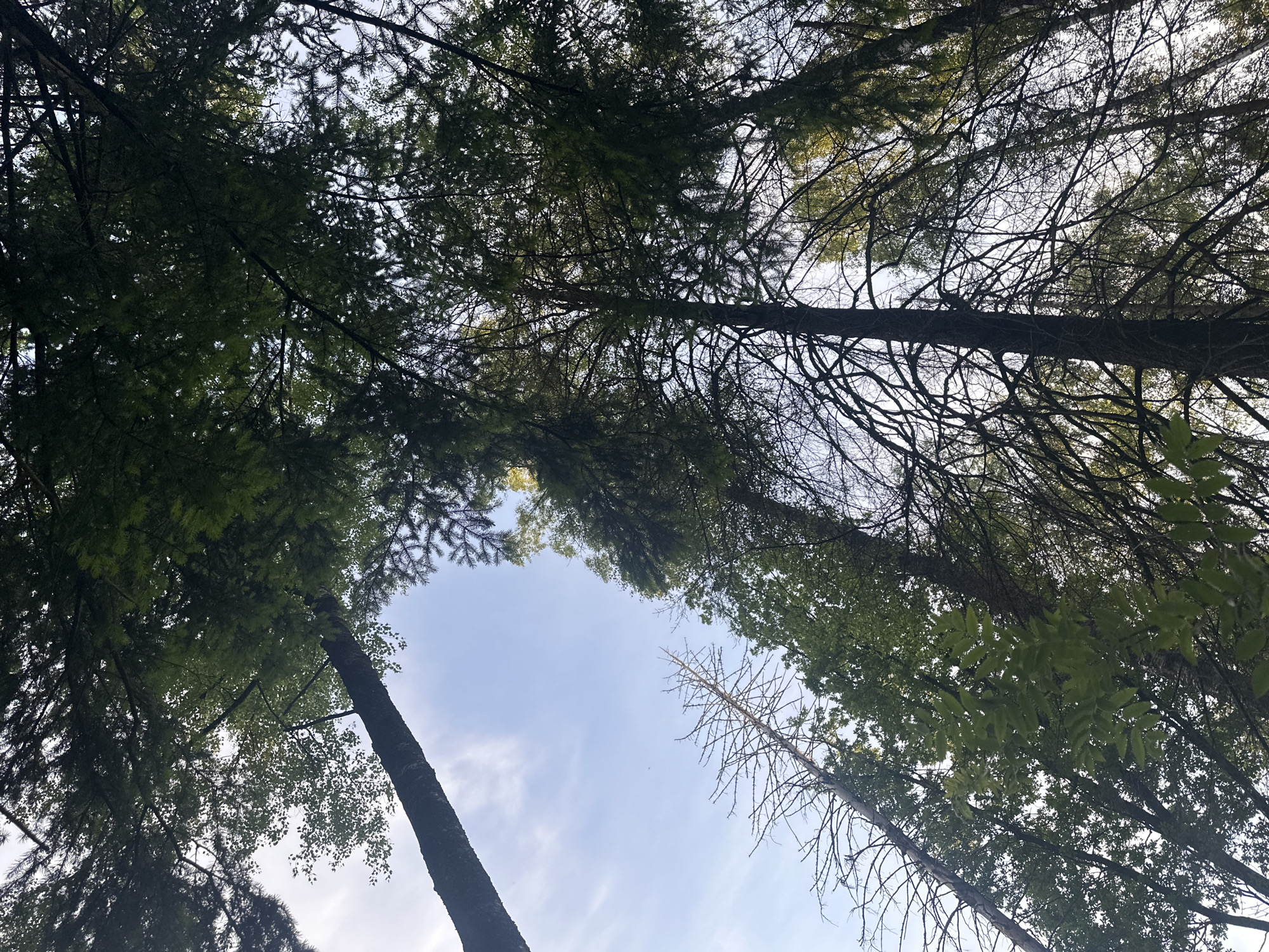 Afternoon walk through Fryazino woods captures cyclist on trail