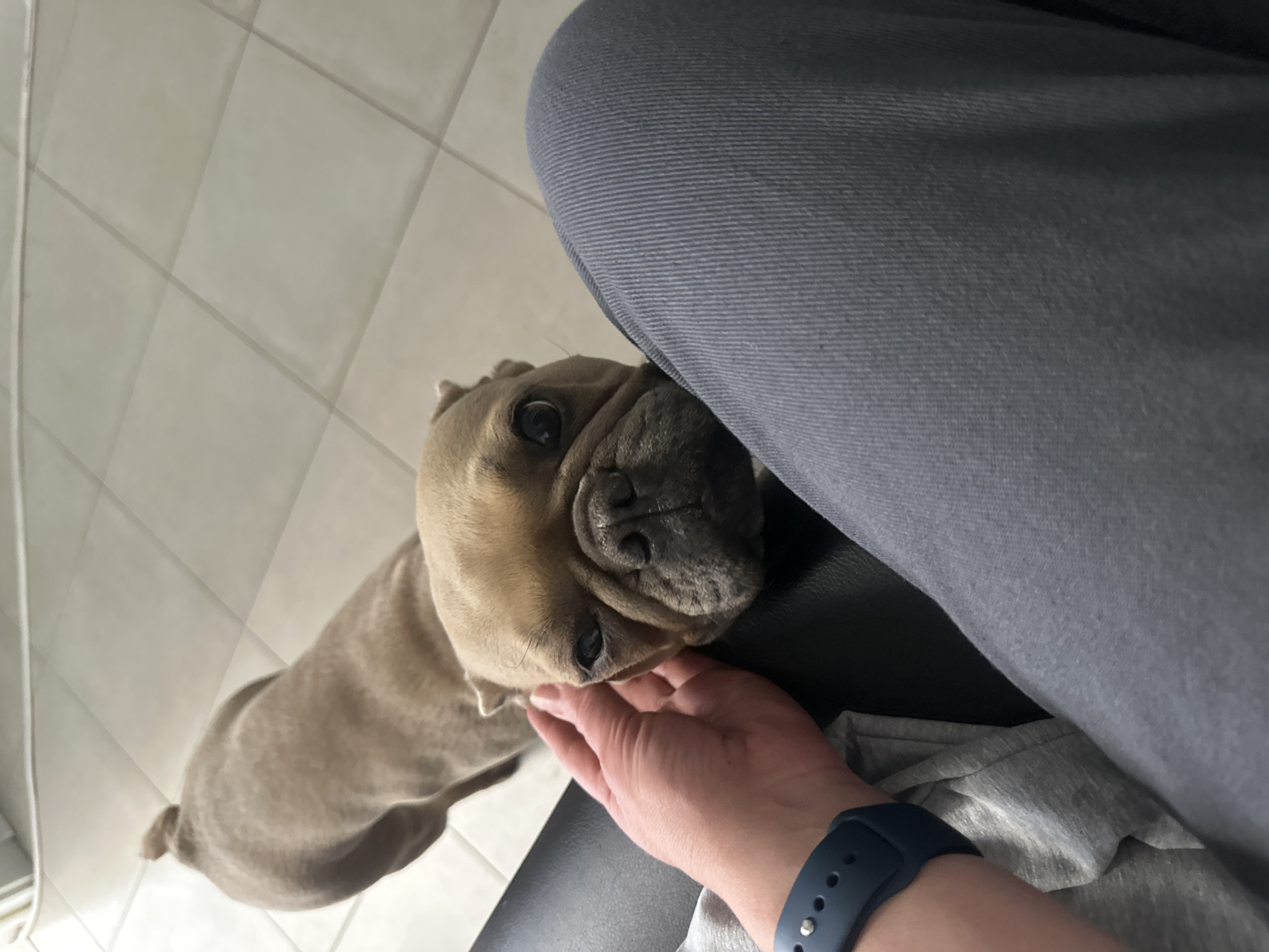 Pet owner and French Bulldog share quiet moments at home