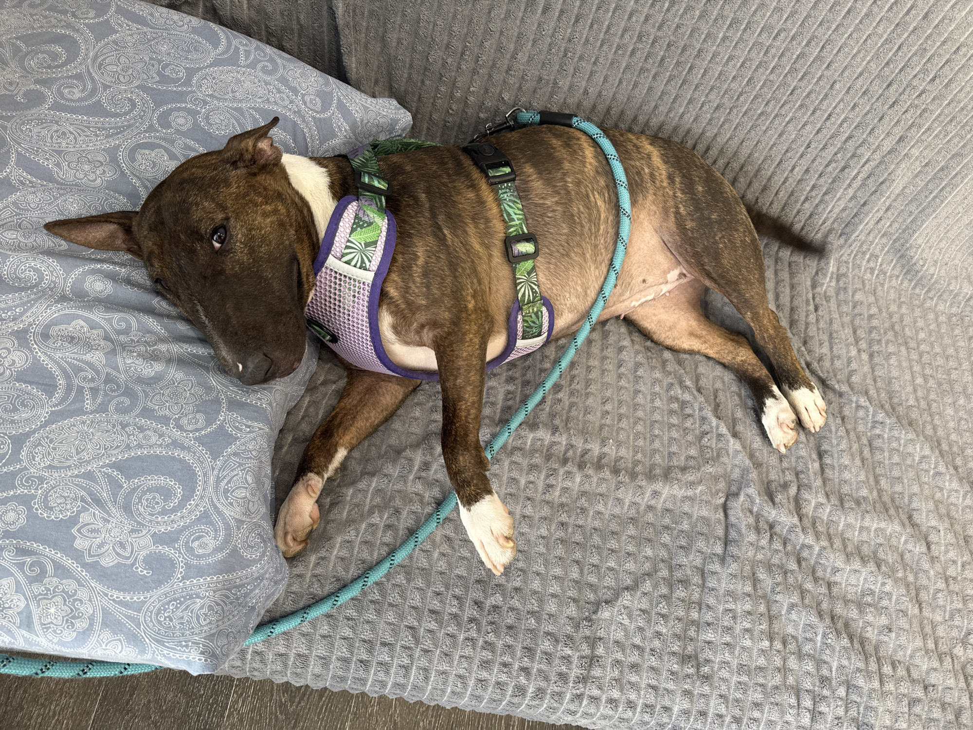 Bull terrier rests indoors while receiving care from owner