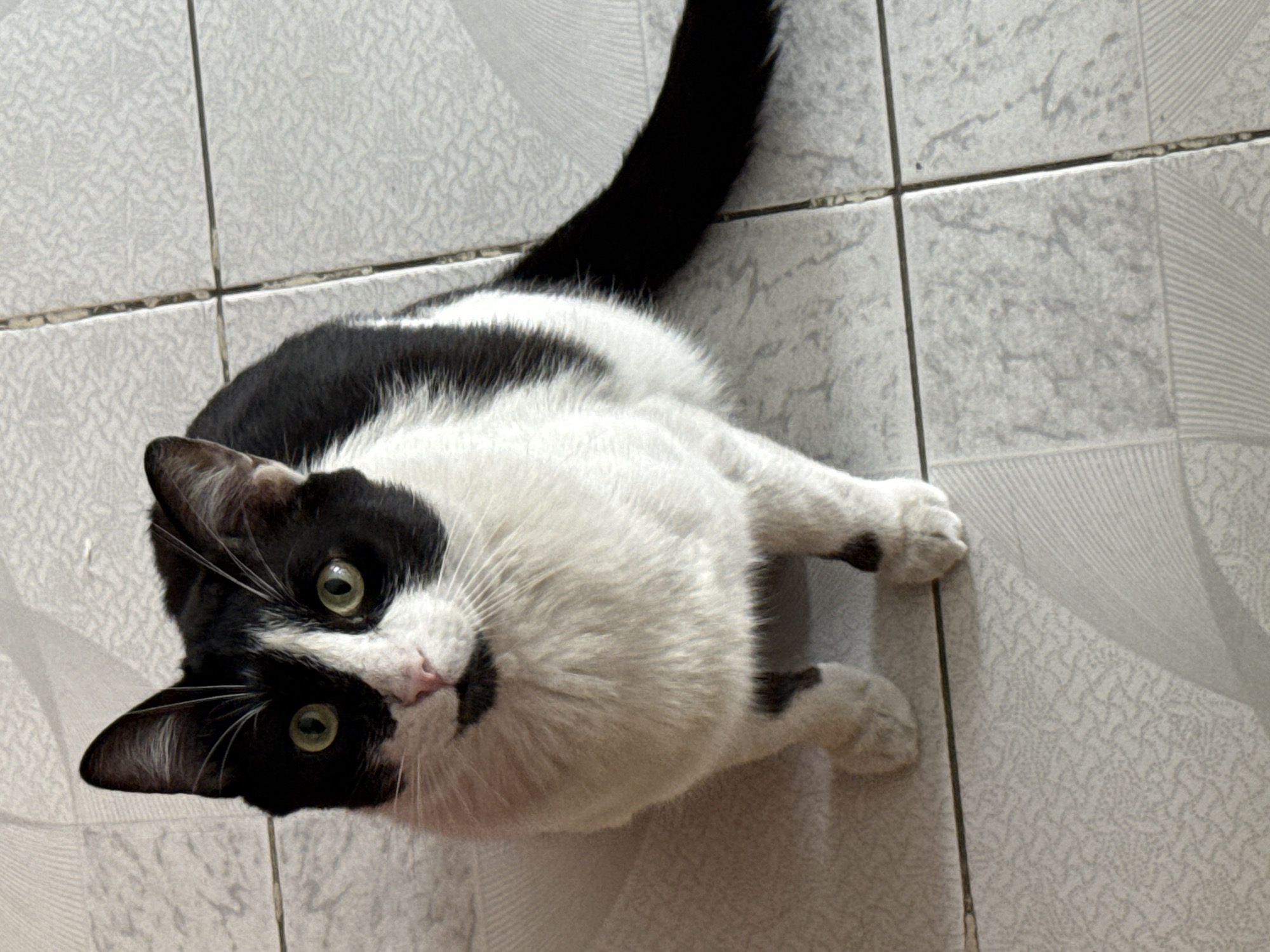 Domestic moments with cats and selfie captured in Puebla
