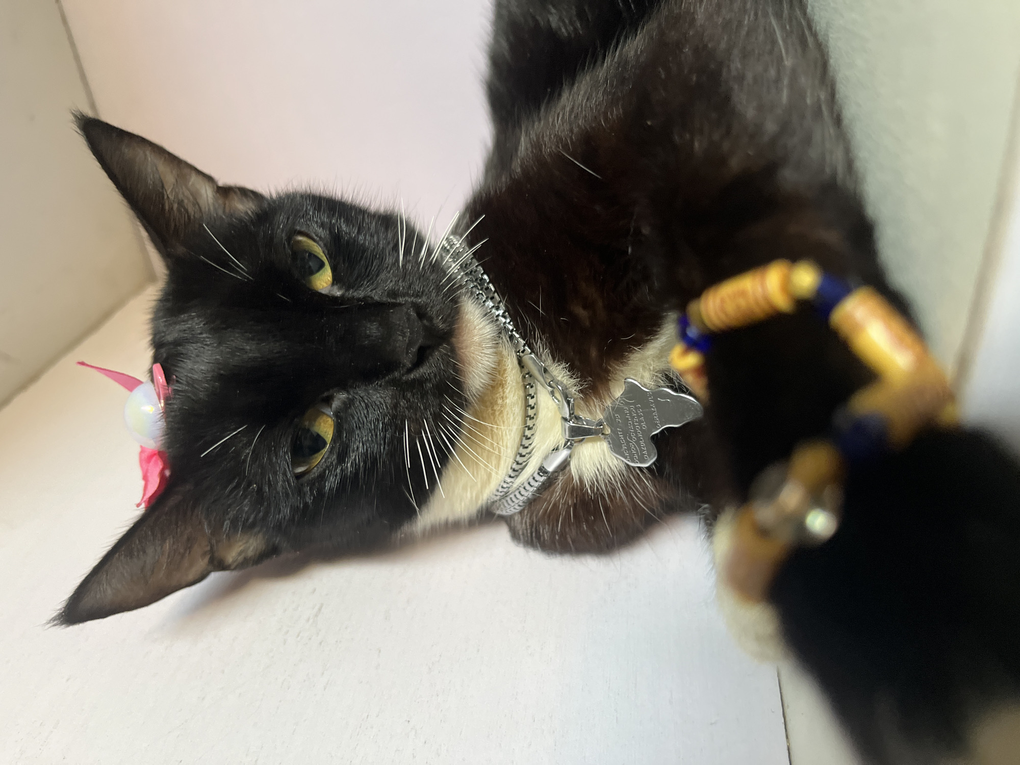 Collared tuxedo cat photographed repeatedly in Nkpor Nigeria