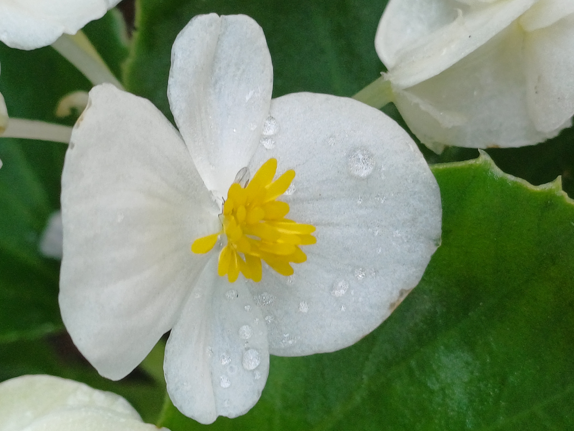 Riga garden flowers after the rain, summer bloom