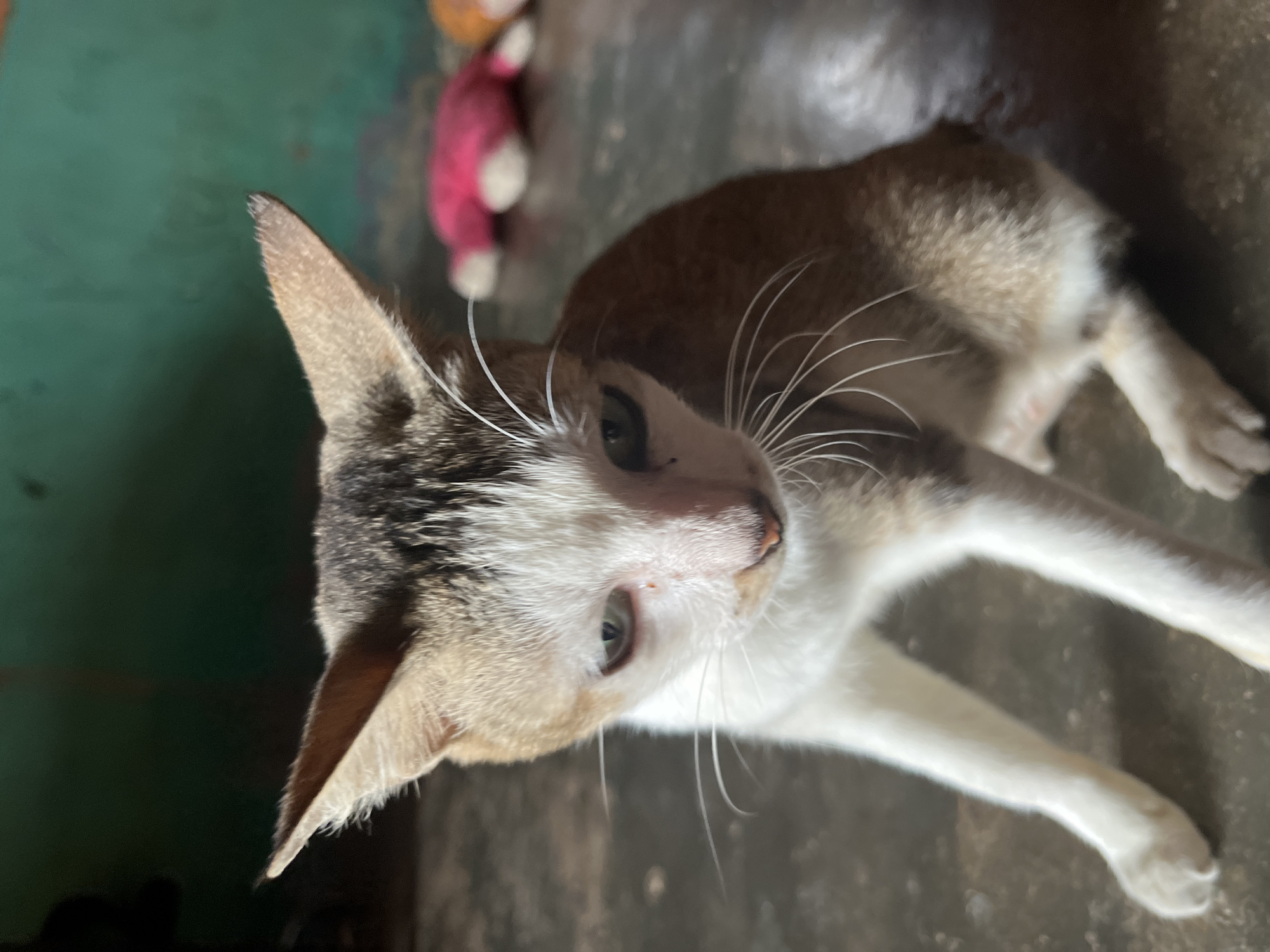 Morning domestic scenes in Kruengmate: fish prep and a fed cat