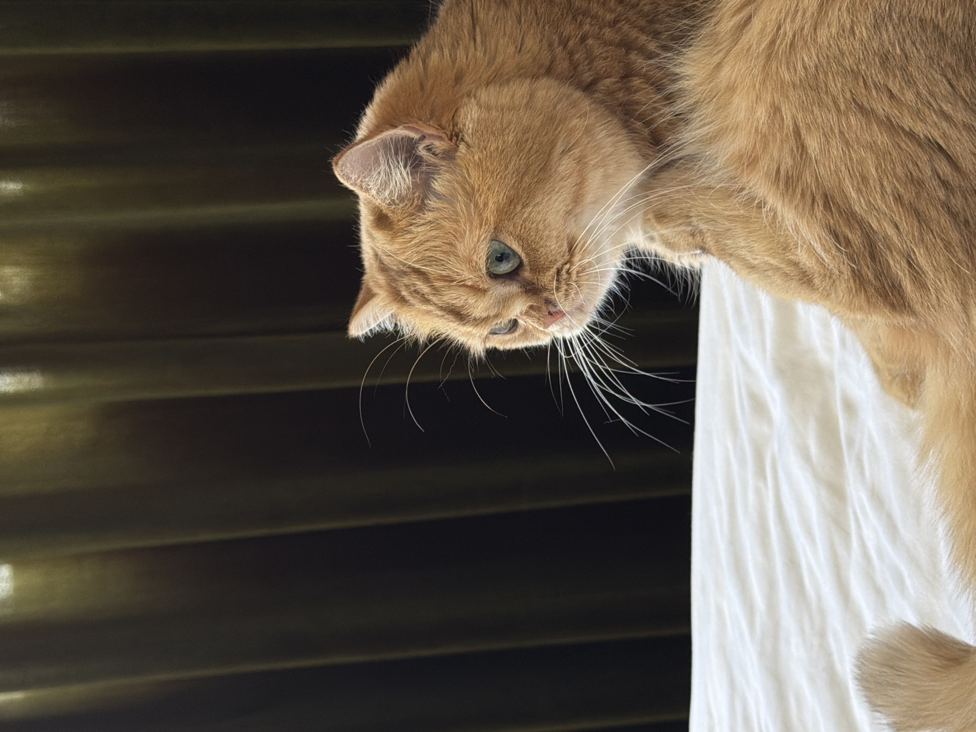 Early morning with orange cat in Đà Nẵng apartment