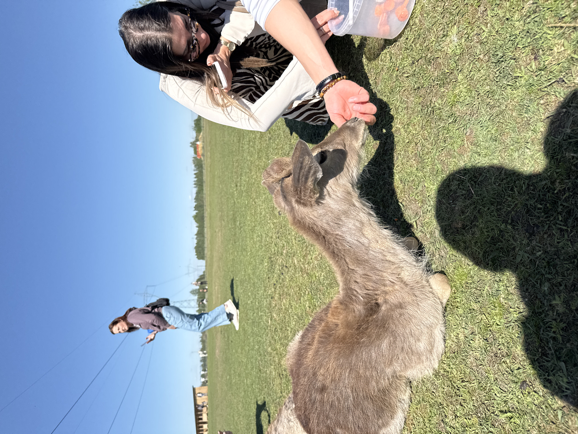 Visitors feed deer, Highland cattle at unknown farm location