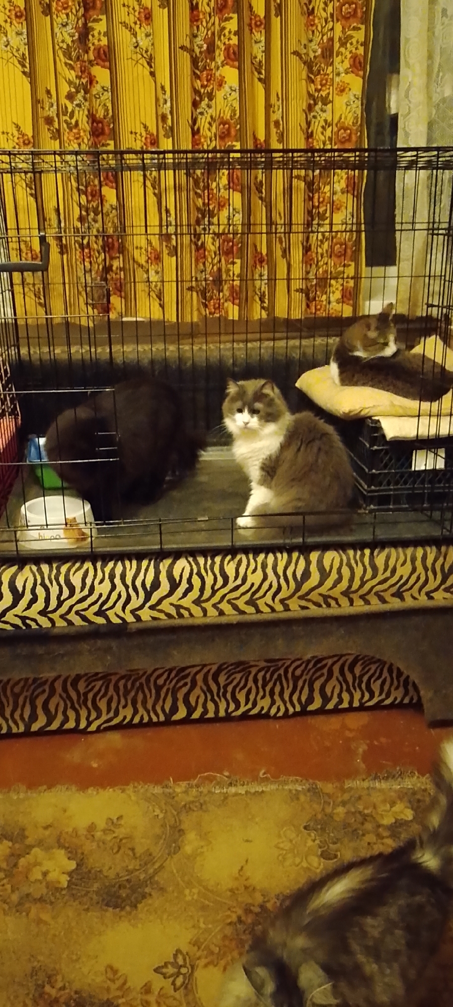 Multiple cats in a Belgorod indoor setting, evening snapshot