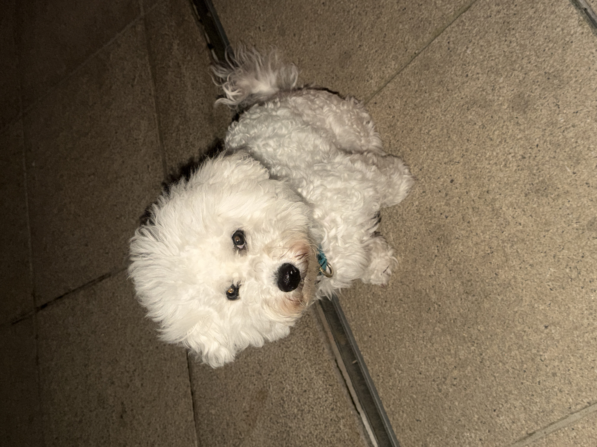 White dog spotted in Neumünster plaza during evening hours
