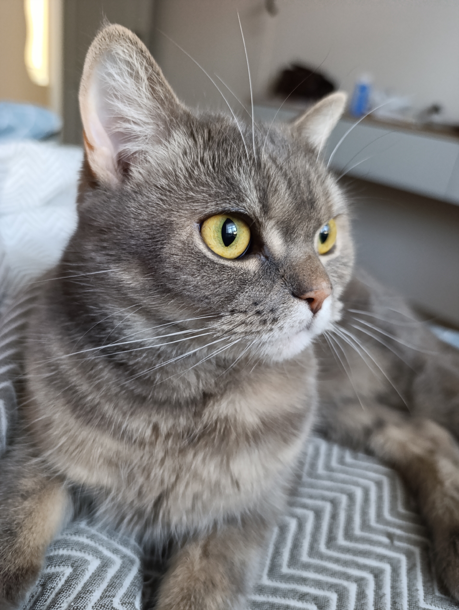 Woman photographs herself with gray tabby cat in Chaikovsky bedroom