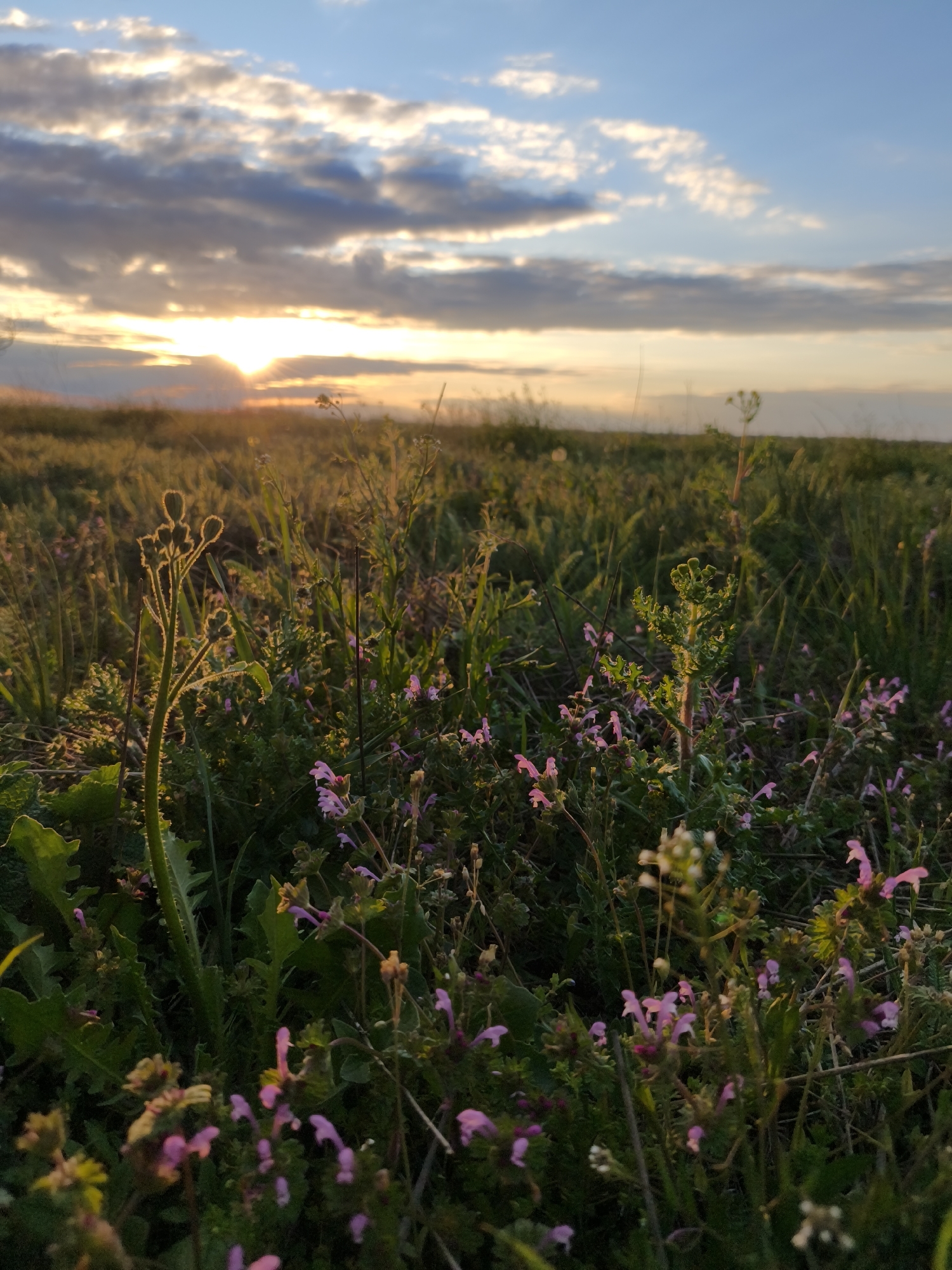 Sunset observed over field in Kryvyi Rih, Ukraine
