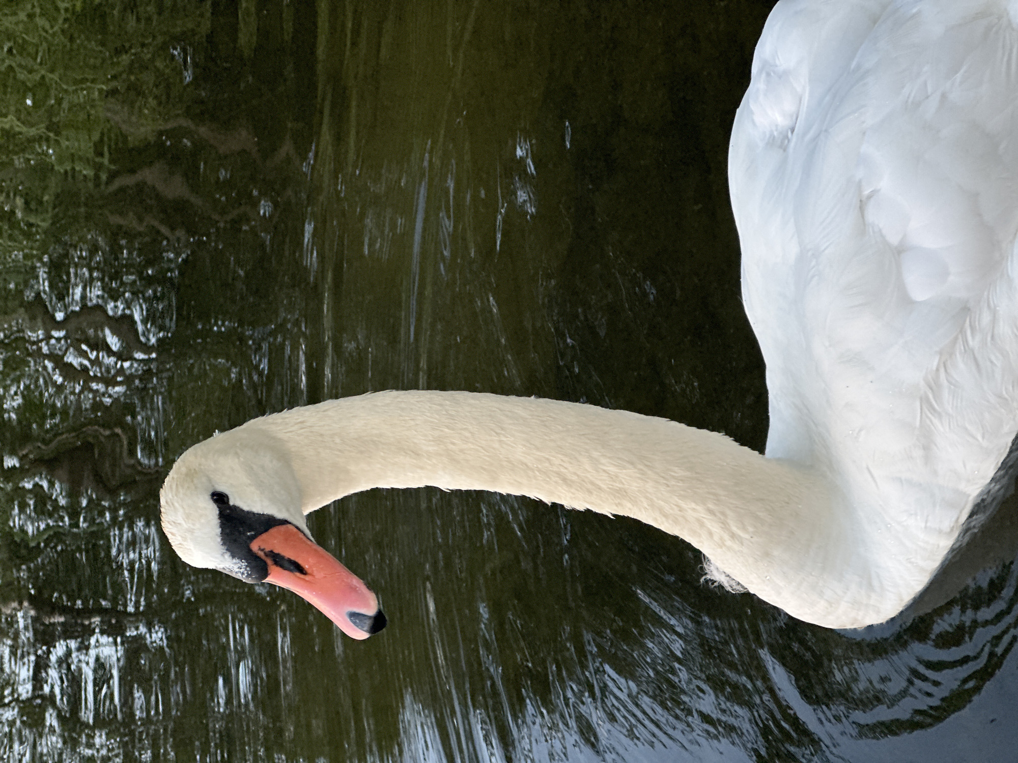 White swan on a quiet Belarusian waterway, reeds in background