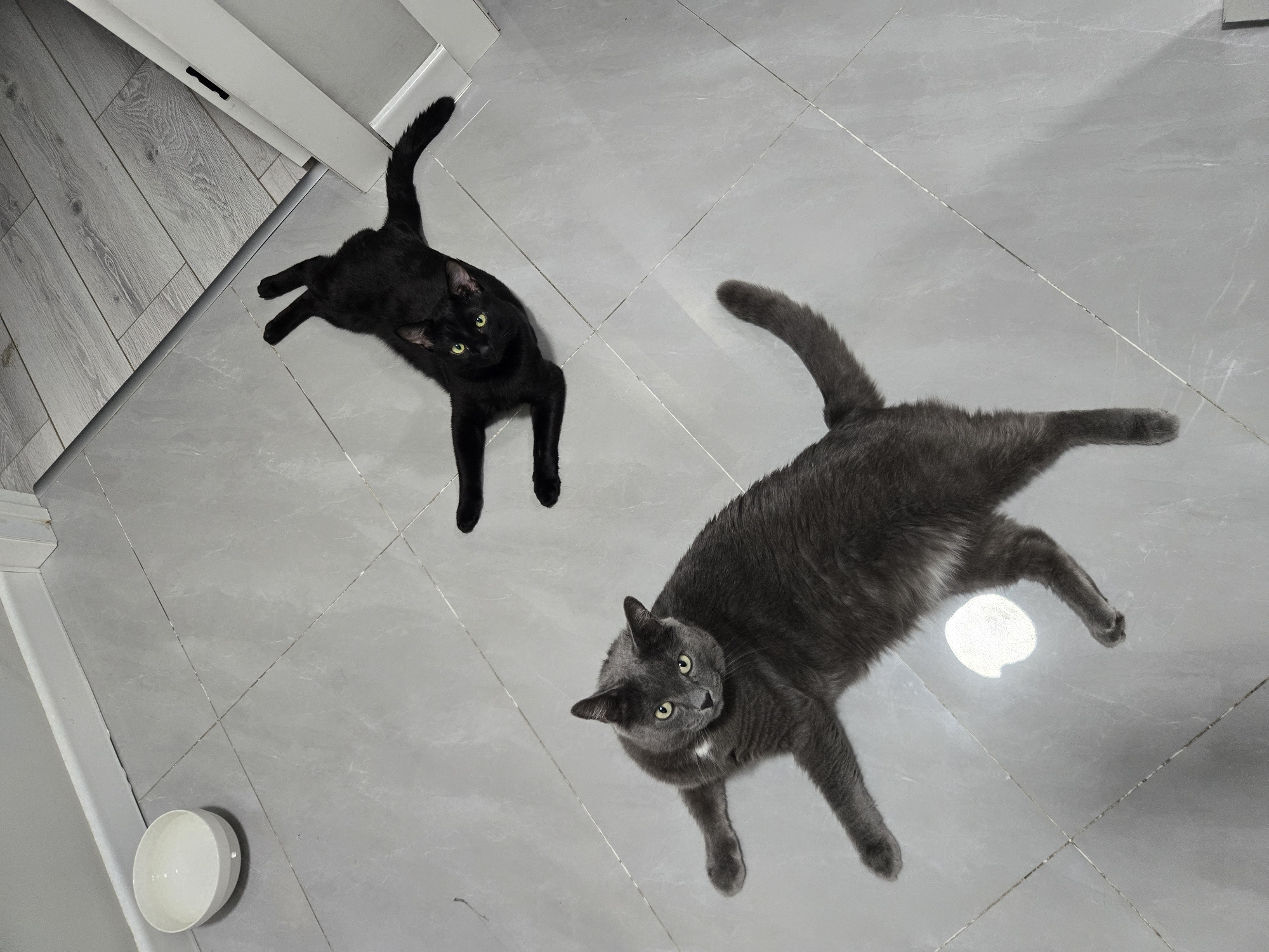 Two cats chilling on a tiled floor in Almaty