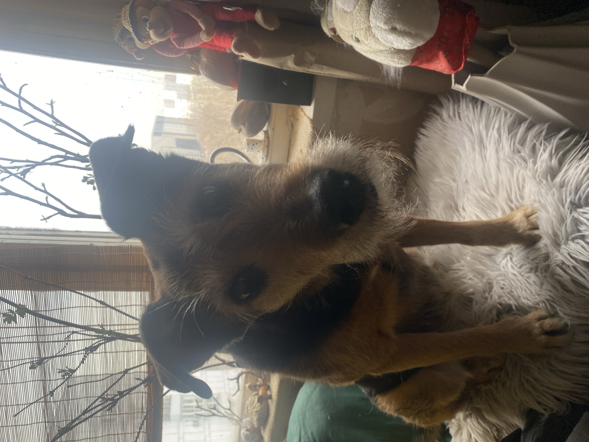 Dog rests on cushion by window in Moscow home