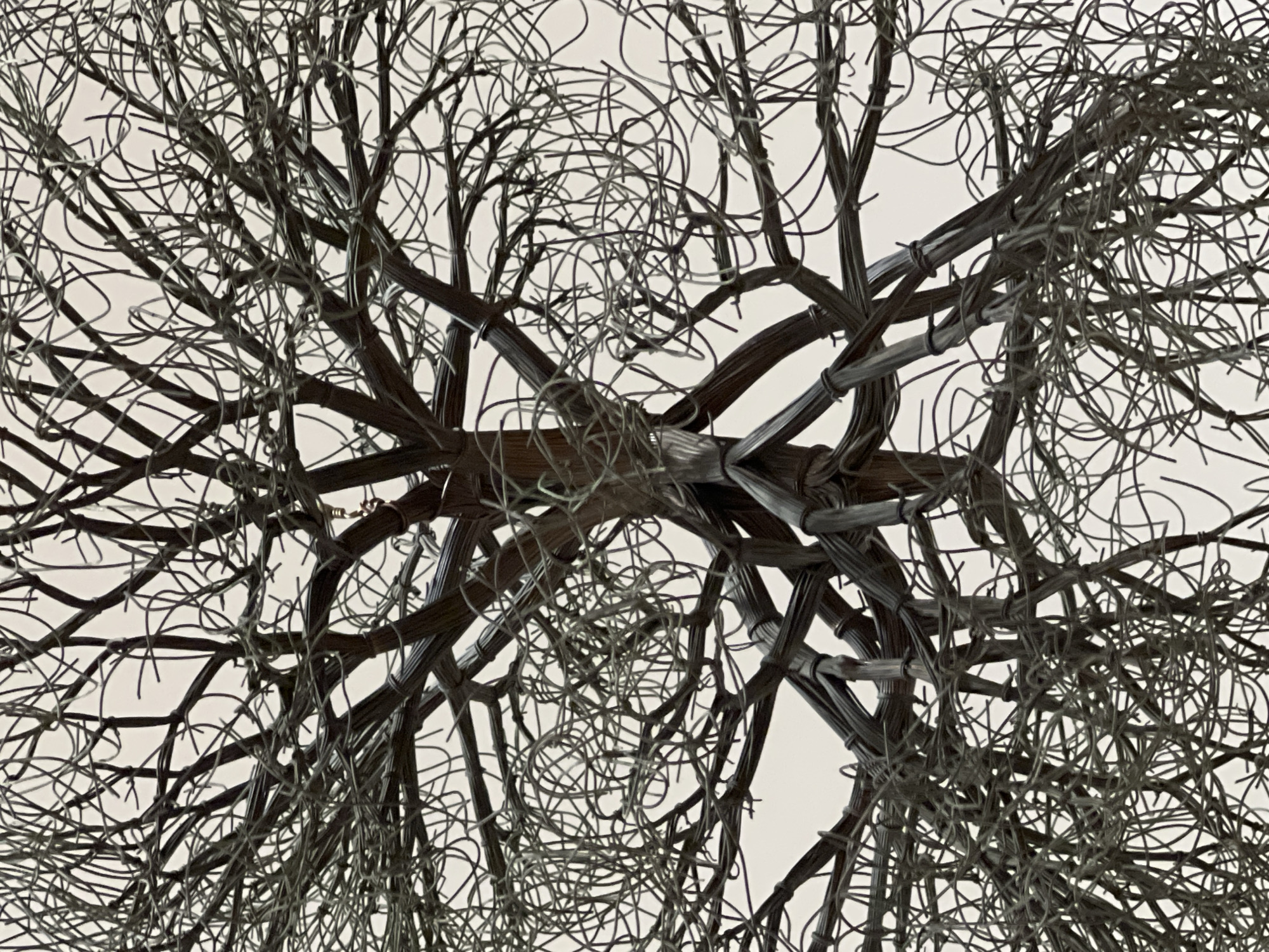 Wire tree sculptures fill a Bilbao gallery with intricate organic forms.