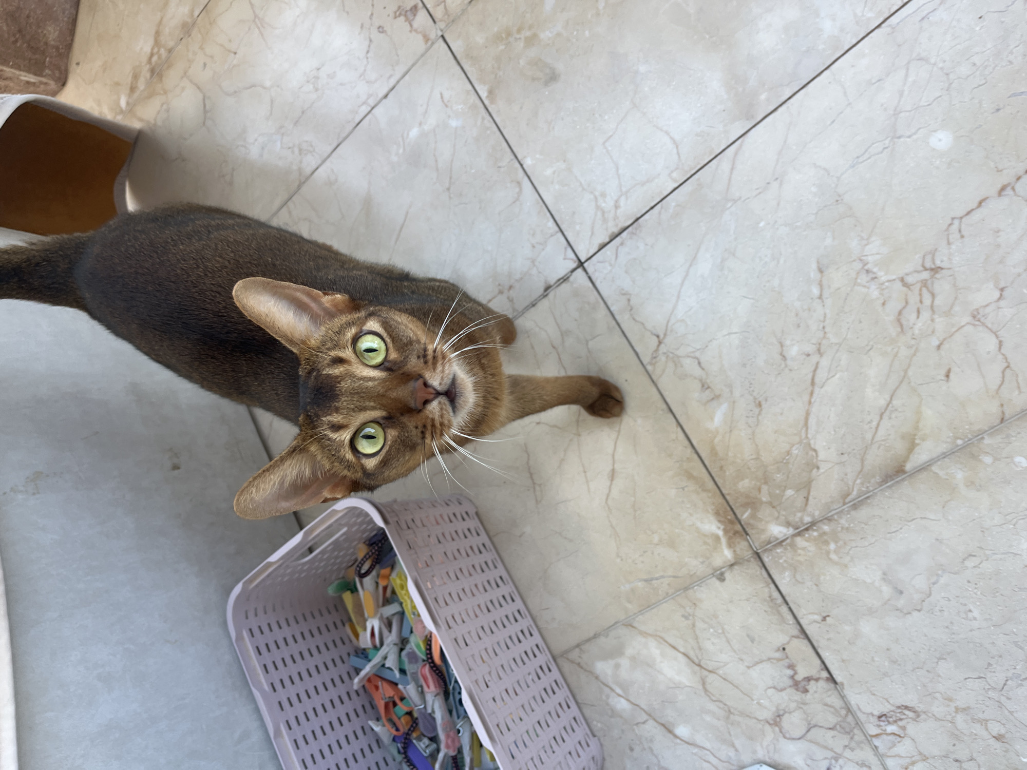 Abyssinian cat poses around a balcony apartment