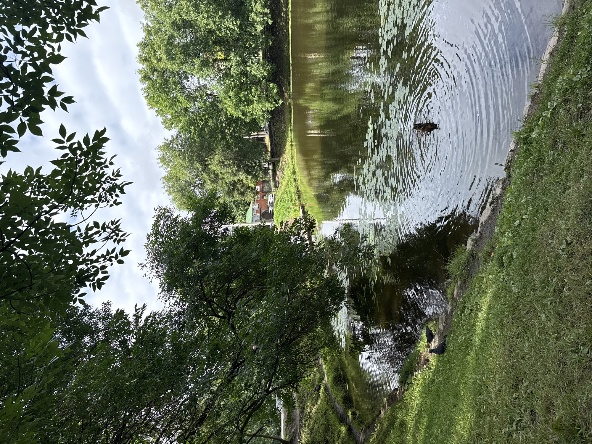 Quiet August morning at a Saint Petersburg botanical garden pond
